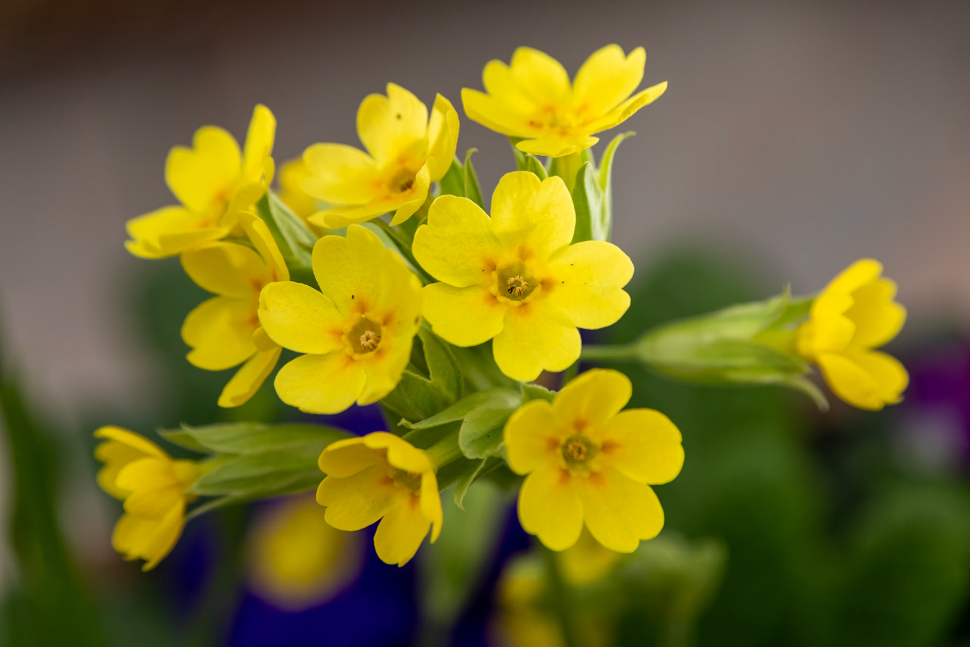2023-03-07 13:34:41_TAMRON 28-300mm F/3.5-6.3 Di VC PZD A010_f/7.1_1/200 sec___Staines Road_Wraysbury_England_51°27'18.198" N 0°33'17.7408" W