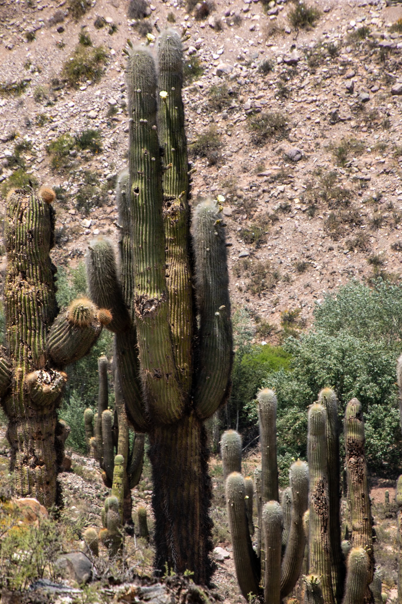 2023-11-08 16:25:03_TAMRON 28-300mm F/3.5-6.3 Di VC PZD A010_f/14_1/200 sec_Echinopsis atacamensis (syn. Trichocereus pasacana) – Cardón Cactus_Pasaje Simón Carrillo_Municipio de Tilcara_Argentina_23°35'9.7728" S 65°24'15.12" W