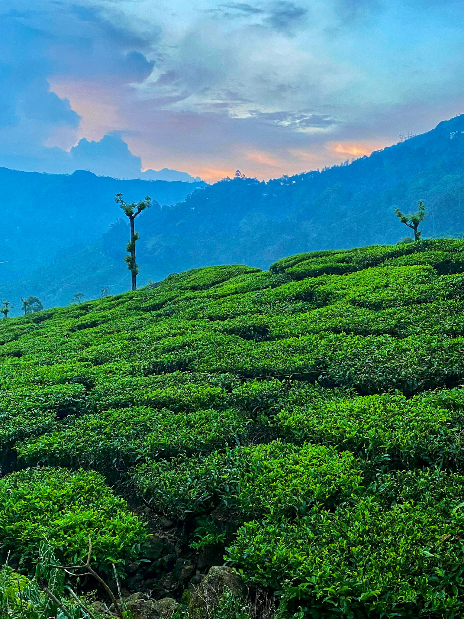2022-10-31 17:57:50_iPhone 11 Pro back triple camera 4.25mm f/1.8_f/1.8_1/80 sec____Munnar_India_