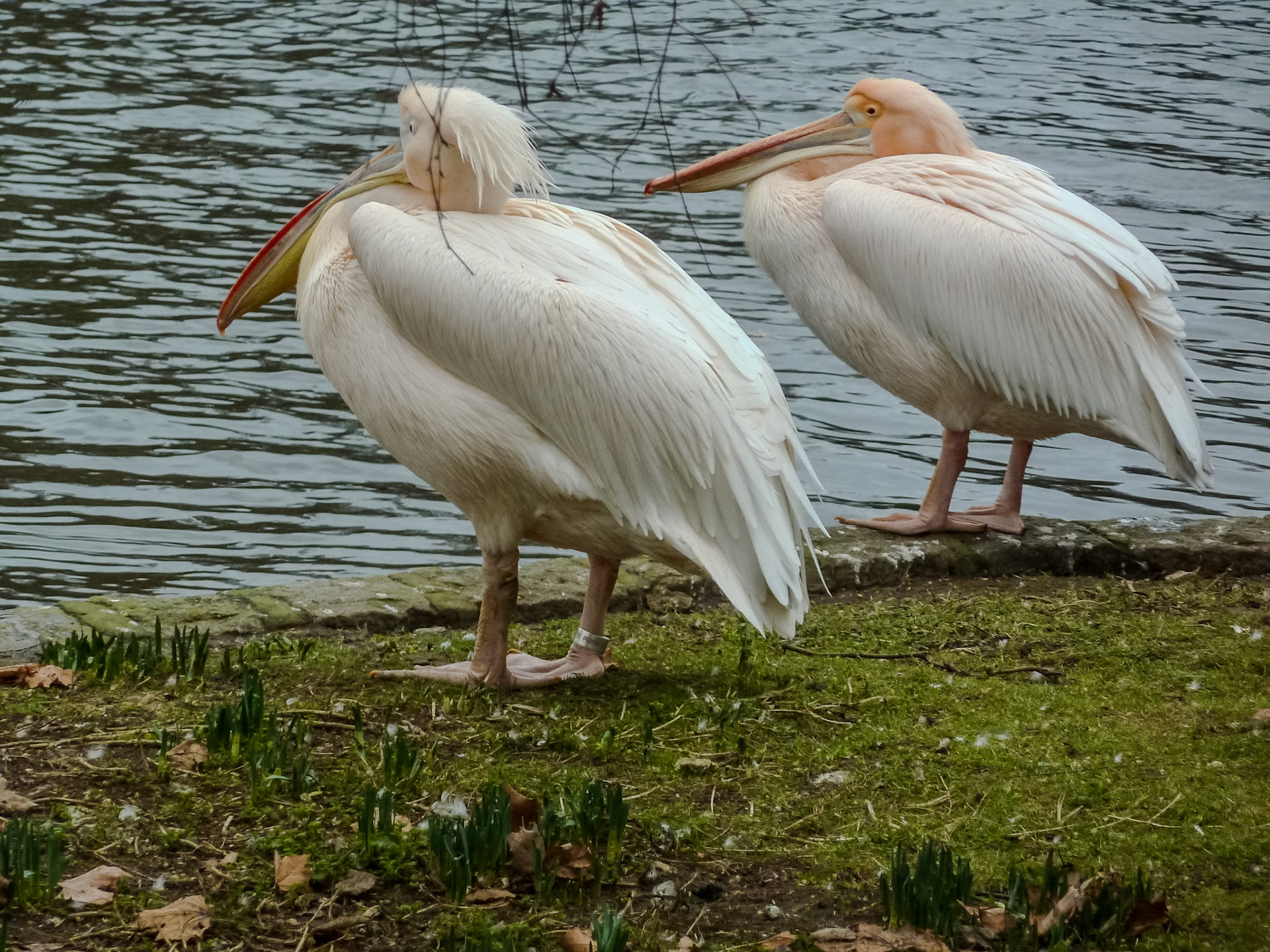 Pelicans__2011-02-05__Panasonic__DMC-TZ10__ __f/4.8__1/250 sec__St. James's__London__England__51°30'8.2512" N 0°7'59.5416" W