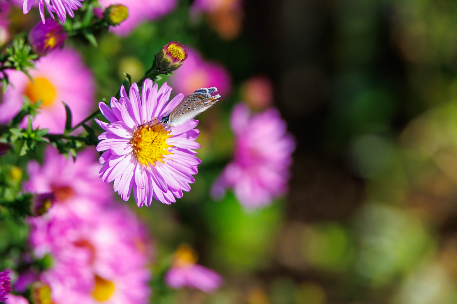 2024-09-25 12:13:38_RF24-240mm F4-6.3 IS USM_f/6.3_1/250 sec_Butterfly: Polyommatus icarus (Common Blue, underside view)Flower: Symphyotrichum novi-belgii (Michaelmas Daisy)Mihanovićeva ulica_City of Zagreb_Croatia_45°48'15.876" N 15°58'24.0168" E