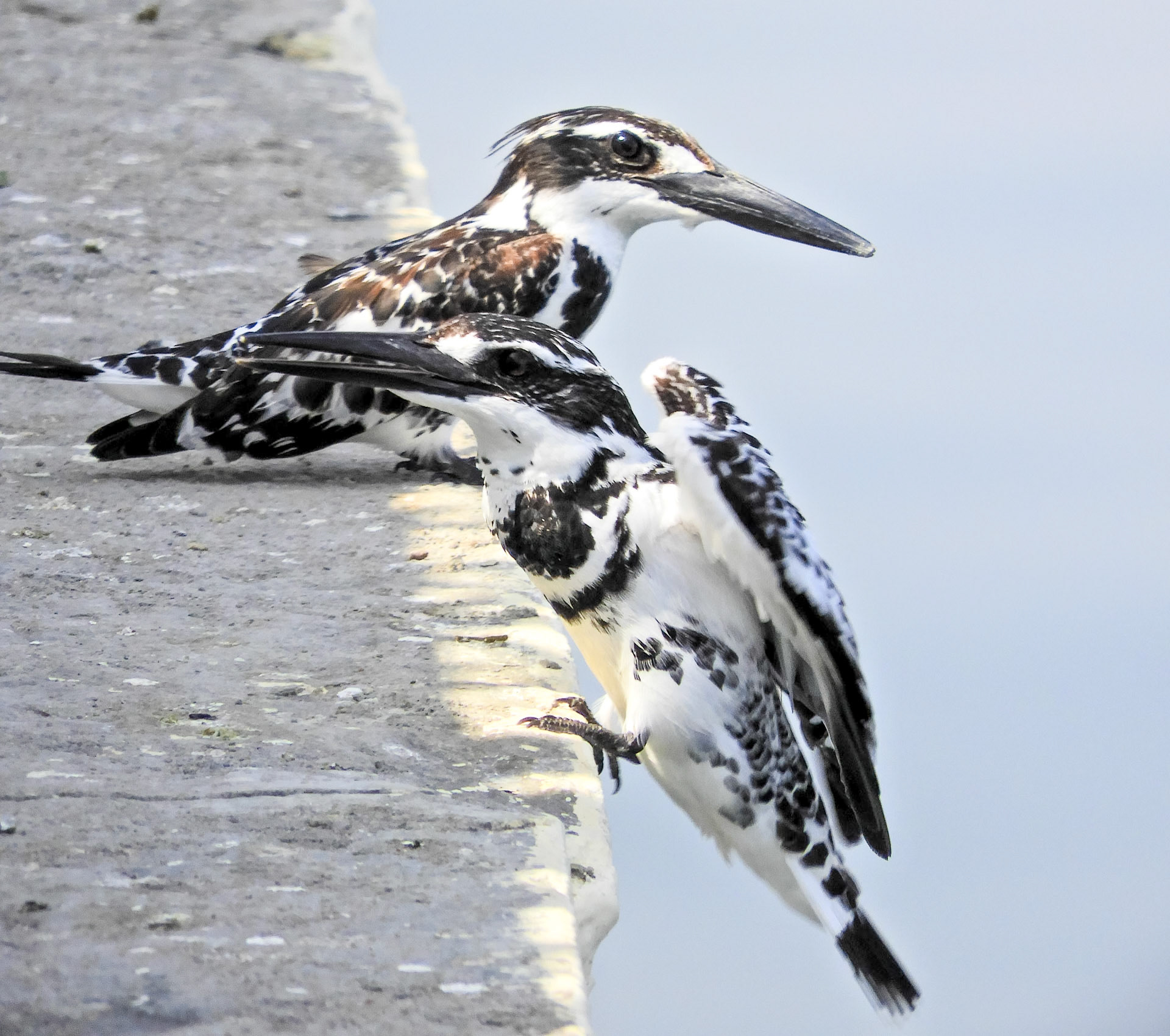 Pied Kingfishers__2018-02-21__Nikon__Coolpix B700__ __f/6.5__1/400 sec________