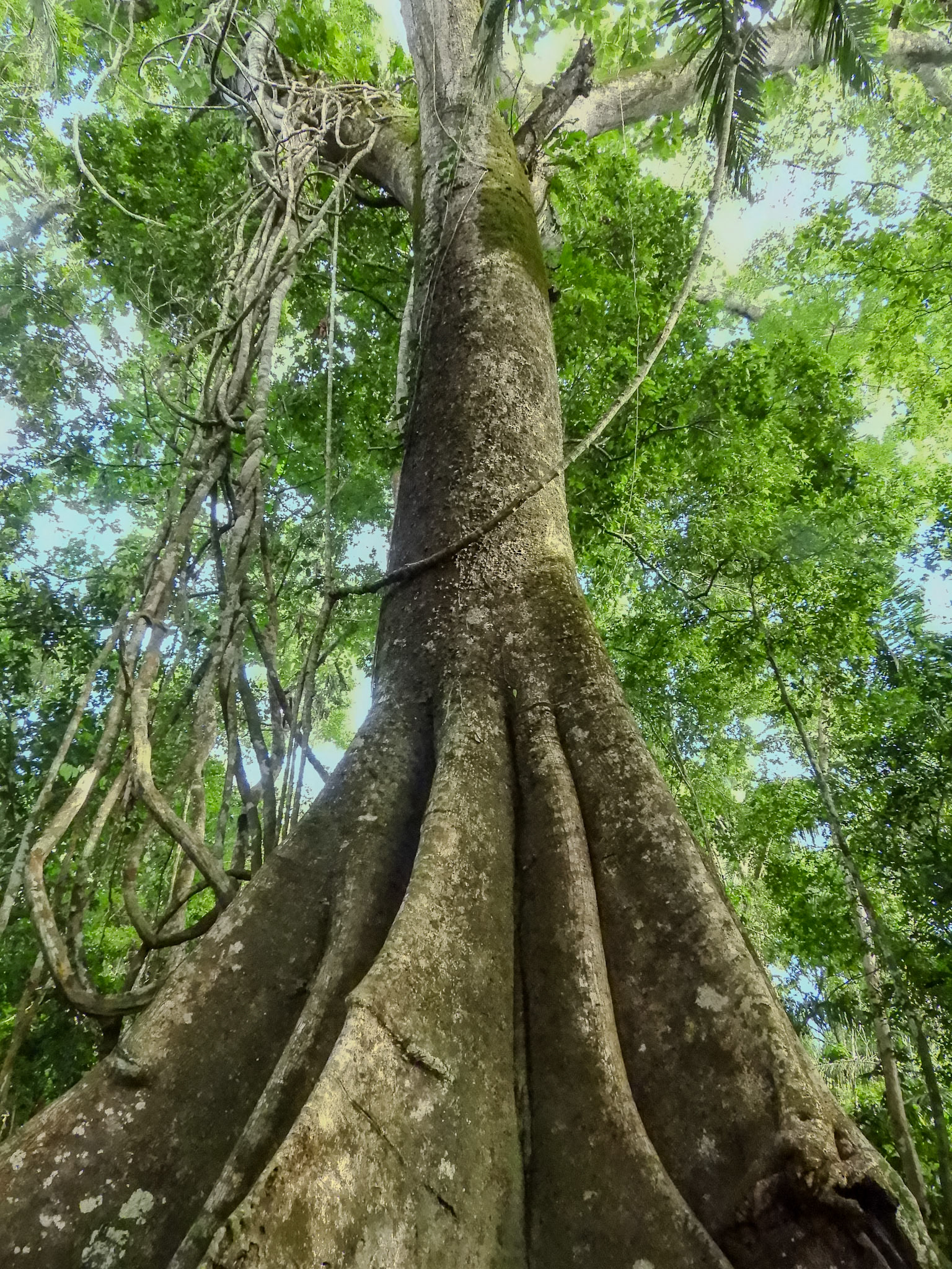 2018-11-04 07:07:14__f/3.3_1/320 sec_Tree: Likely Ceiba pentandra (Kapok tree)__Tambopata_Peru_12°36'8.8452" S 69°3'48.33" W