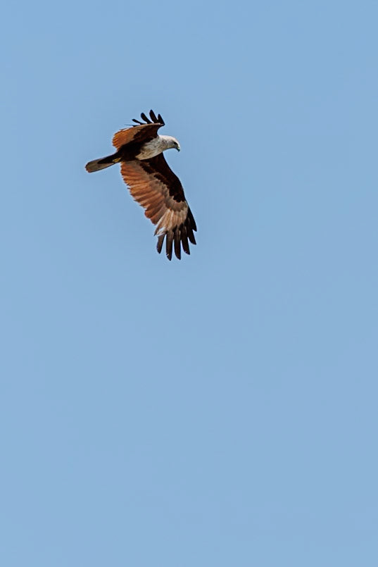Brahminy Kite__2025-03-02__Canon__Canon EOS R3__ RF70-200mm F2.8 L IS USM__f/5.6__1/1000 sec__Khongkha Road__Krabi Town Municipality__Thailand__8°3'46.2528" N 98°55'9.4548" E