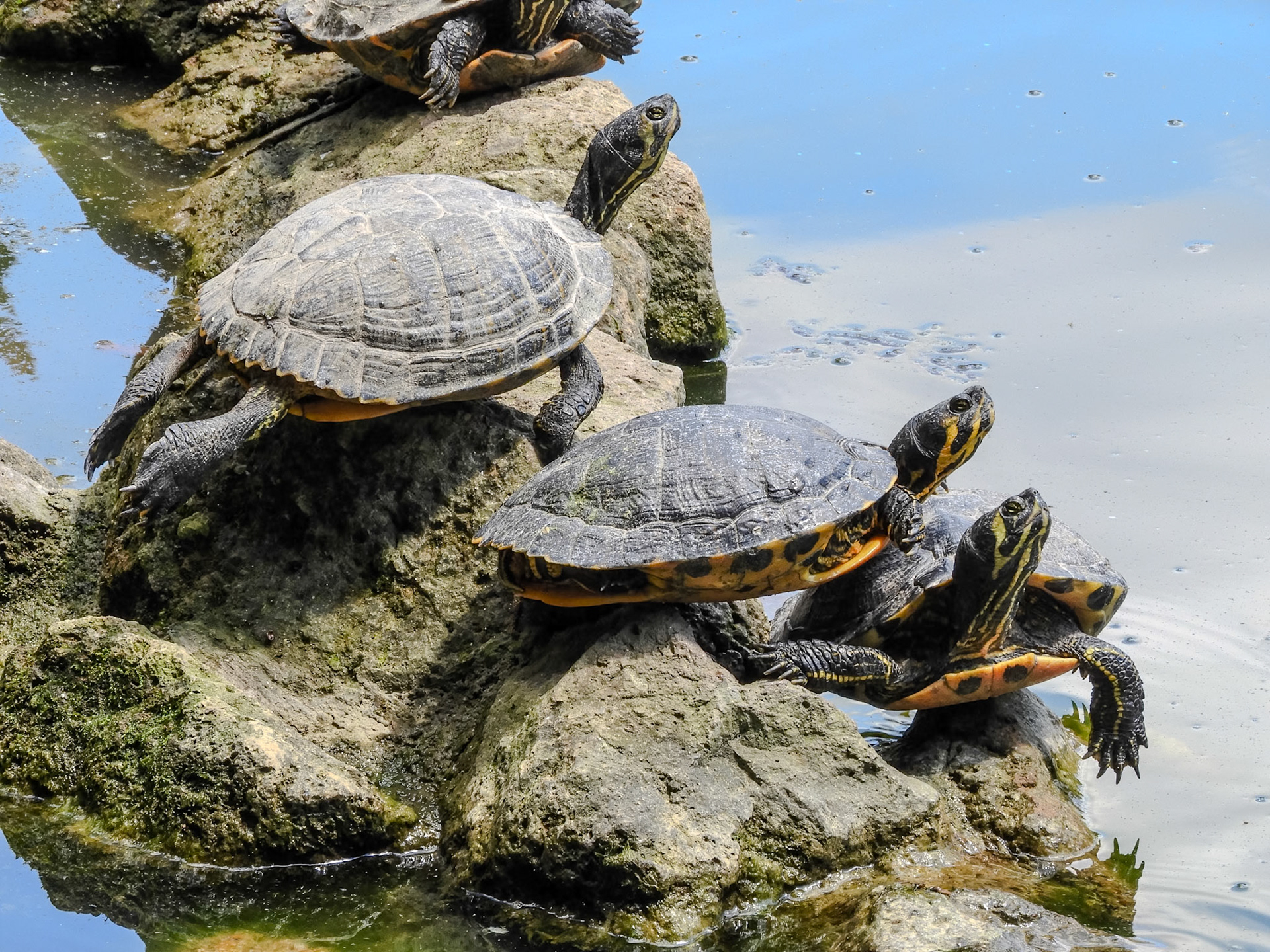 2018-05-18 13:07:22__f/7.7_1/60 sec_Via Lombardia_Rome_Italy_41°54'52.956" N 12°28'56.28" E