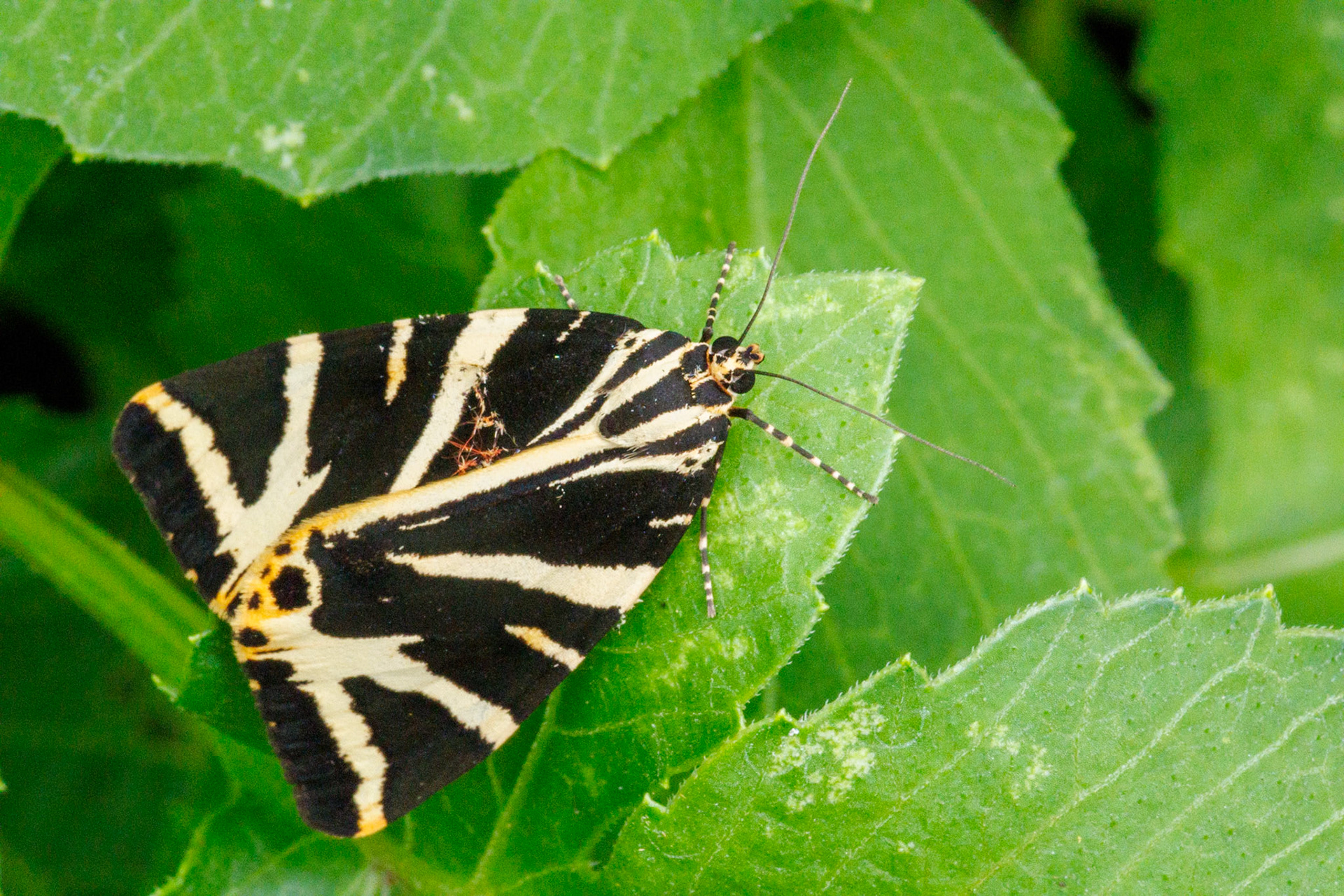 Jersey Tiger__2024-08-05__Canon__Canon EOS R3__ EF100mm f/2.8L Macro IS USM__f/29__1/100 sec________