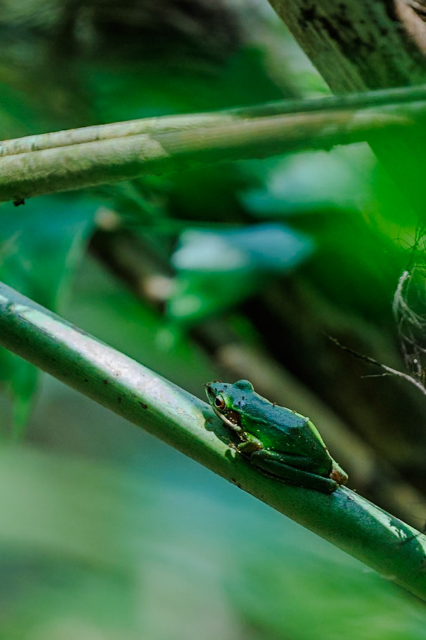 Dwarf Tree Frog__2025-02-11__Canon__Canon EOS R3__ RF70-200mm F2.8 L IS USM__f/2.8__1/320 sec__Path to Bang Leiap Nam____Thailand__8°54'39.978" N 98°30'27.4248" E