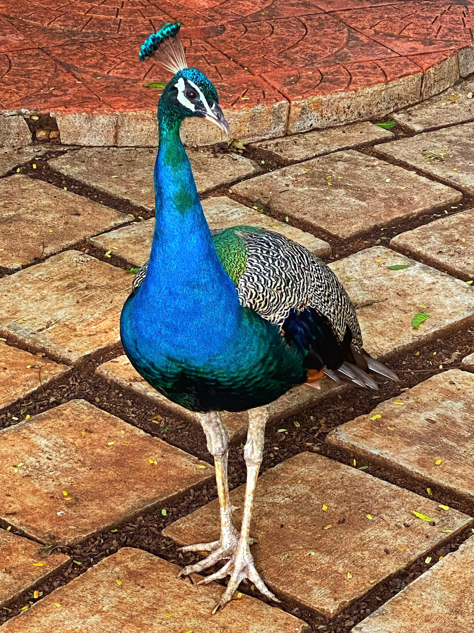 _2022-11-16__iPhone 11 Pro__ iPhone 11 Pro back triple camera 6mm f/2__f/2__1/120 sec_________