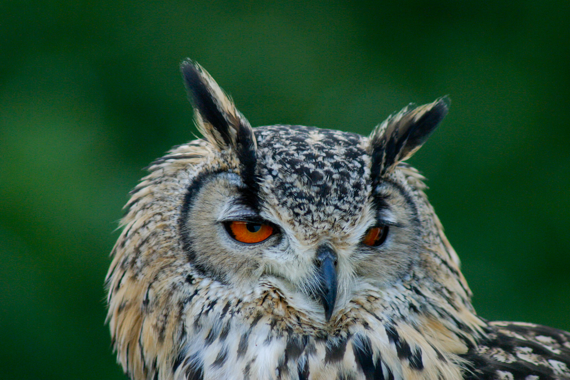 Eurasian Eagle-owl__2004-12-26__Canon__Canon EOS D60__ 75.0-300.0 mm__f/5.6__1/180 sec________