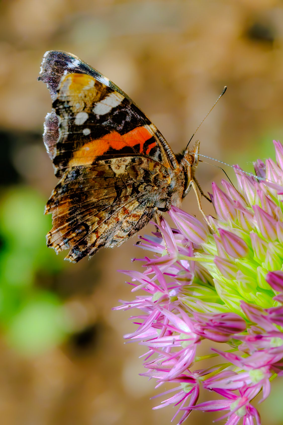 Red Admiral on Alium__2025-05-12__Canon__Canon EOS R3__ EF100mm f/2.8L Macro IS USM__f/13__1/5000 sec________