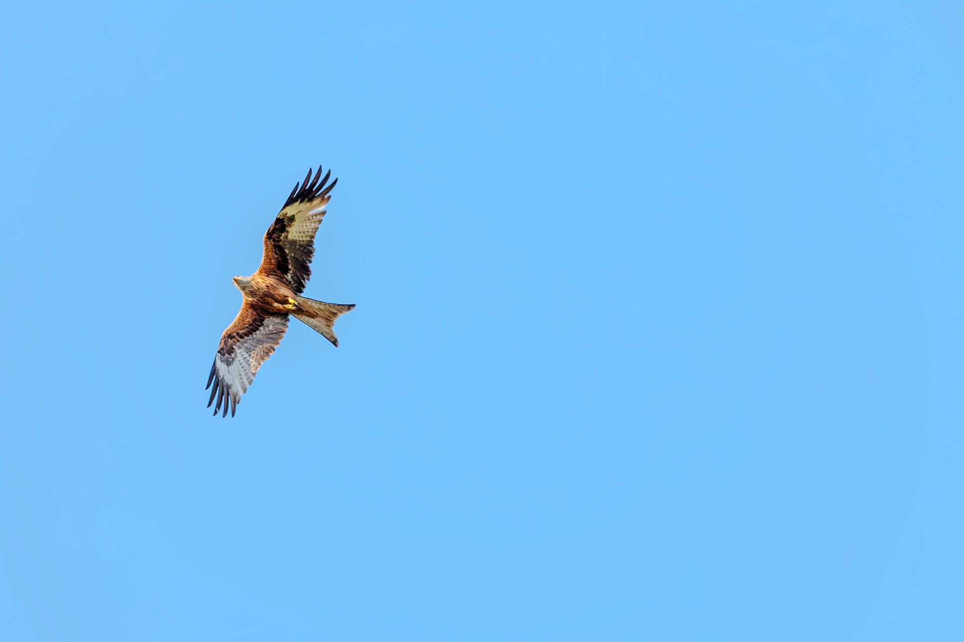 Red Kite__2025-03-26__Canon__Canon EOS R3__ RF70-200mm F2.8 L IS USM__f/4.5__1/500 sec__Old School Court__Hythe End__England__51°27'18.0792" N 0°33'17.2692" W