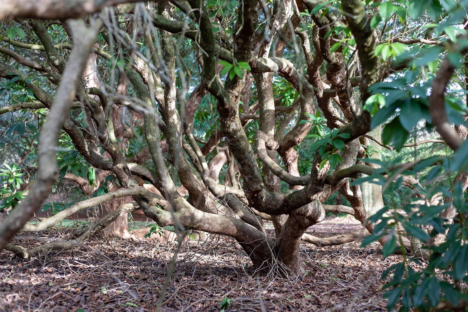 2023-02-05 14:31:41_EF50mm f/1.8 STM_f/2.8_1/40 sec_?Rhododendron ponticum__The Valley Gardens_Old Windsor_England_51°24'44.9568" N 0°35'47.5188" W