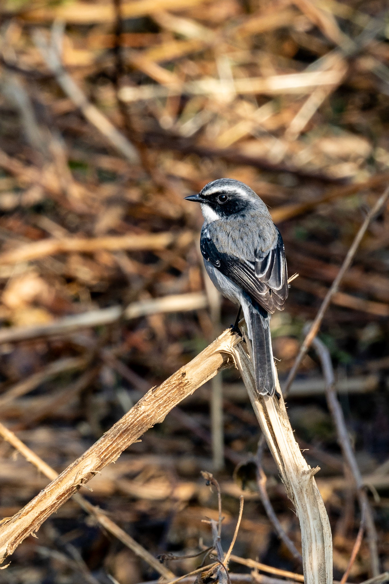 Grey Bush Chat__2025-12-01__Canon__Canon EOS R3__ RF100-500mm F4.5-7.1 L IS USM__f/14__1/80 sec____Ramnagar__India__29°26'25.638" N 78°57'34.0488" E
