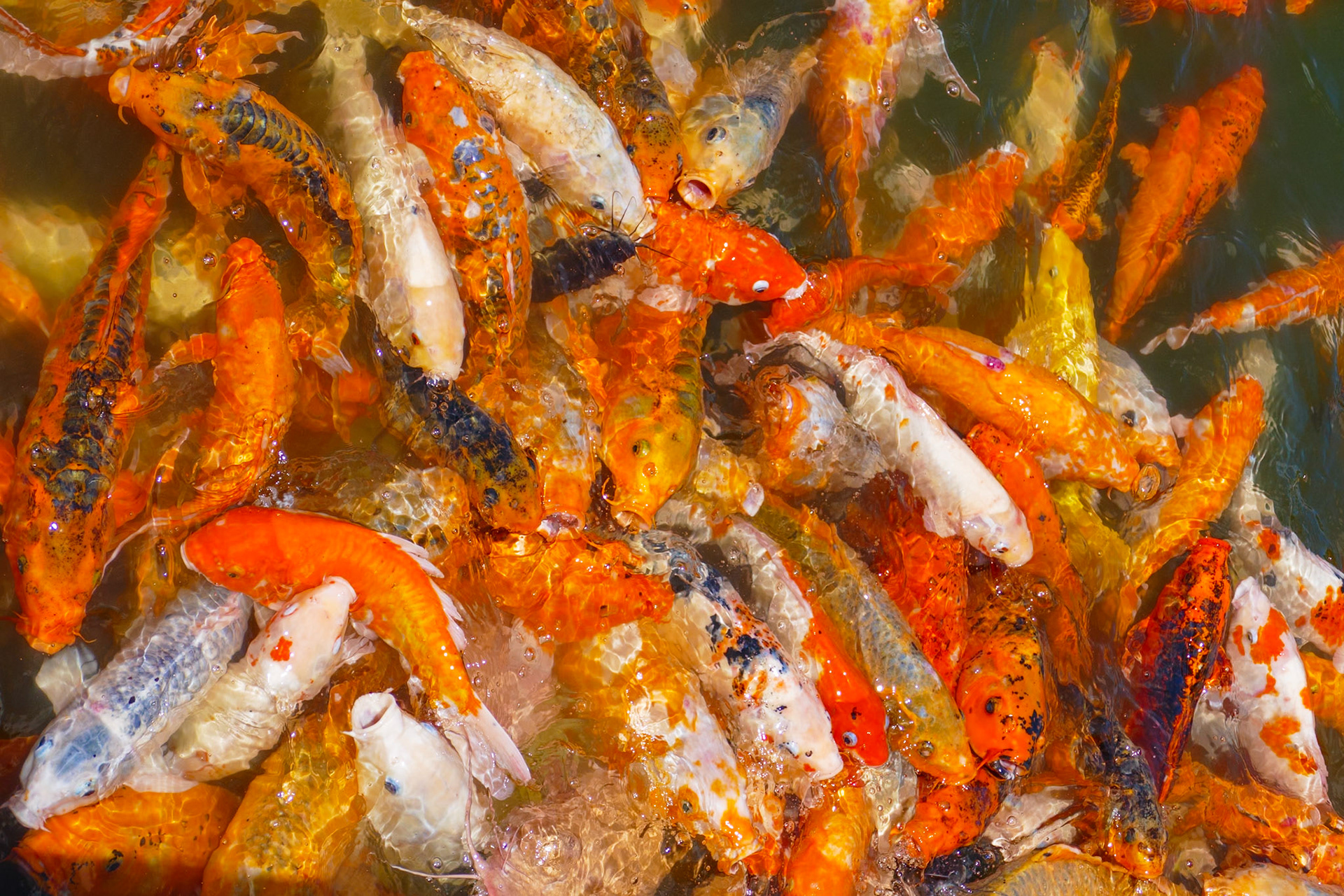 _2019-09-13__Panasonic__DMC-FZ1000__ __f/3.8__1/1250 sec__Tả Giáp Môn__Huế__Vietnam__16°28'4.0584" N 107°34'44.6556" E