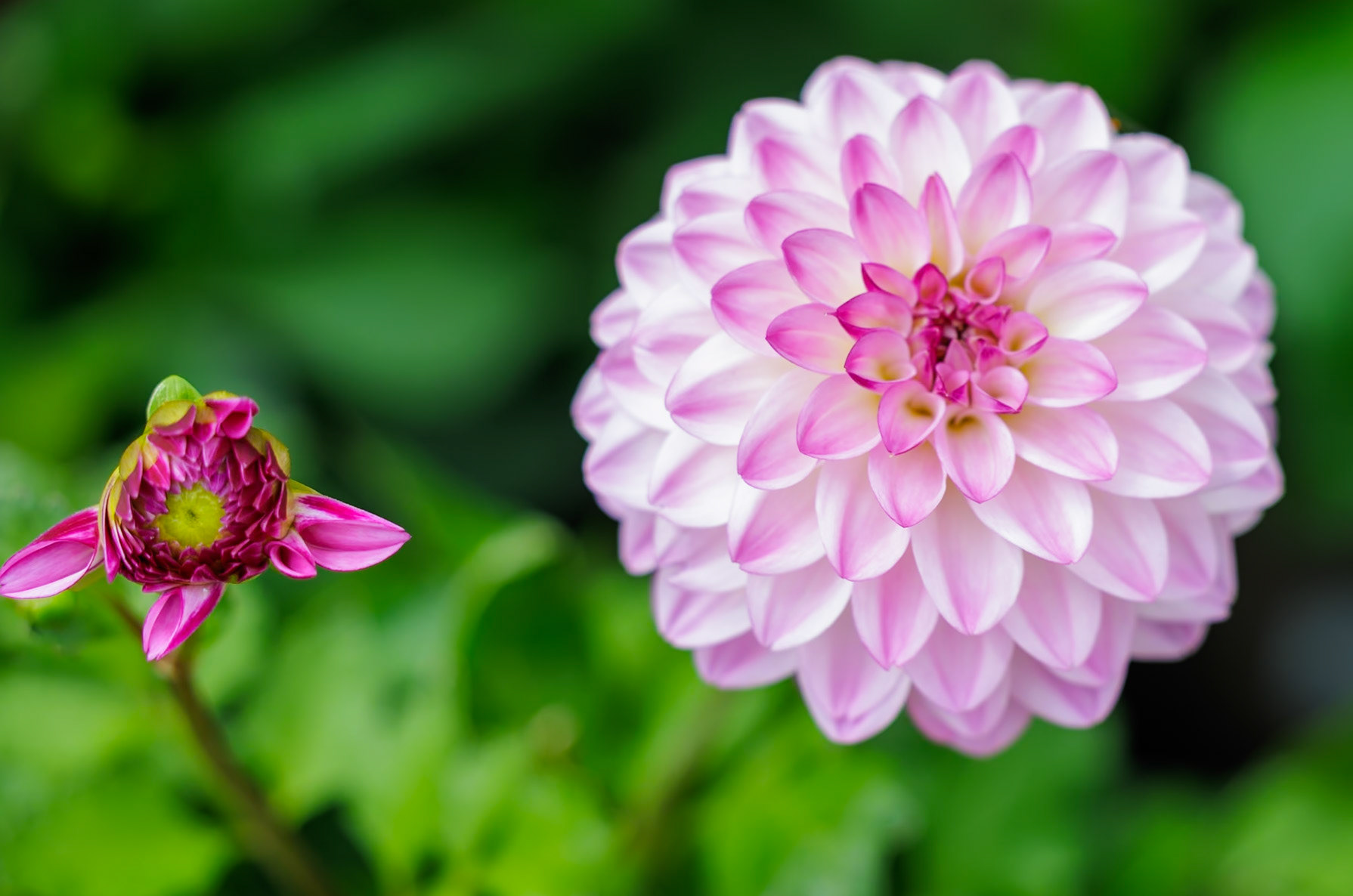 2025-07-08 12:16:18_RF70-200mm F2.8 L IS USM_f/3.5_1/200 sec______