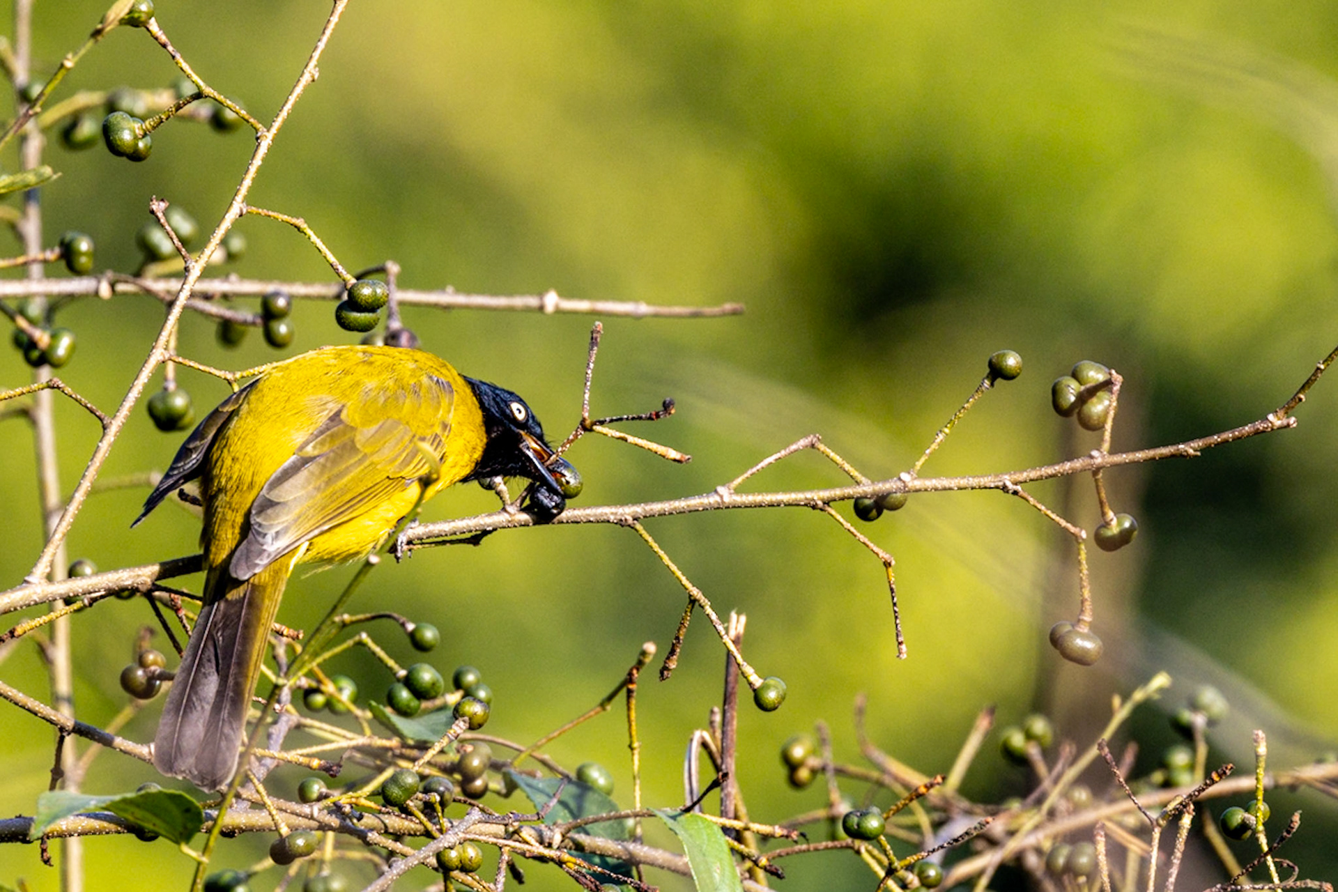 Black-crested Bulbul__2025-12-01__Canon__Canon EOS R3__ RF100-500mm F4.5-7.1 L IS USM__f/8__1/1000 sec__Ghoji__Sult__India__29°34'1.164" N 79°6'37.0548" E