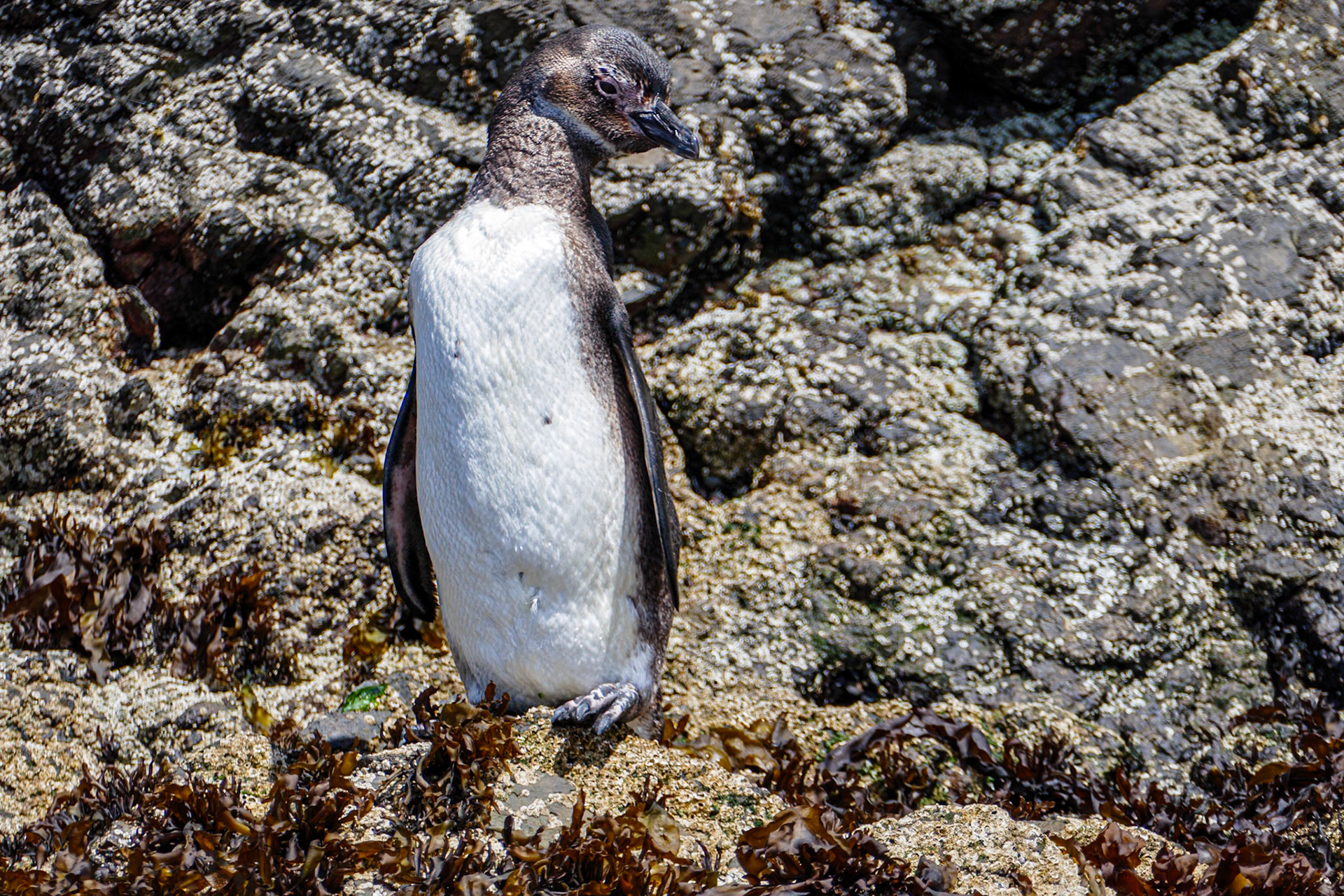Magellanic Penguin__2020-01-04__Panasonic__DMC-FZ1000__ __f/4__1/1000 sec__Ruta W-232__Ancud__Chile__41°55'34.6116" S 74°2'21.9156" W