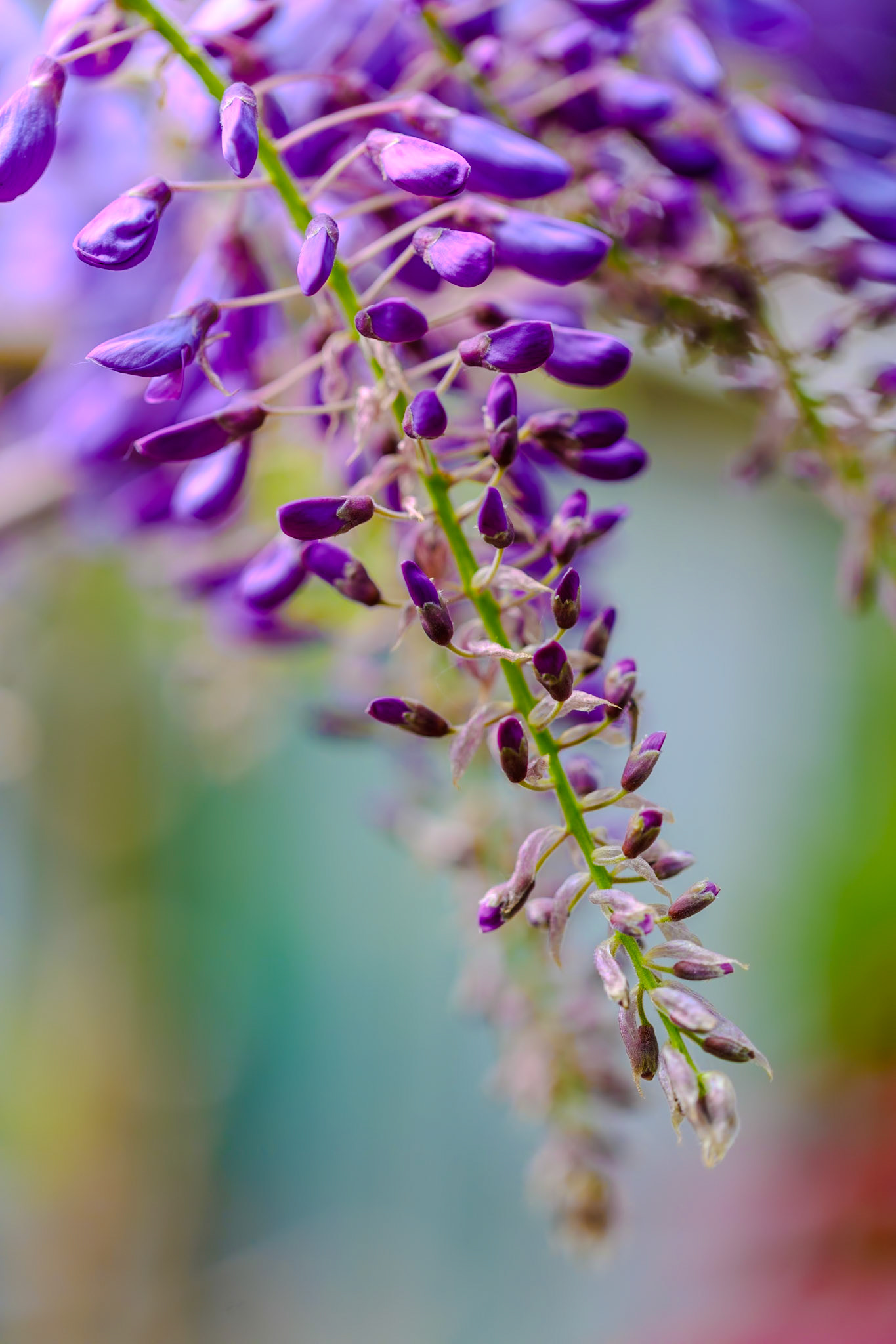 2025-04-25 18:24:04_EF100mm f/2.8L Macro IS USM_f/2.8_1/320 sec_Wisteria_____