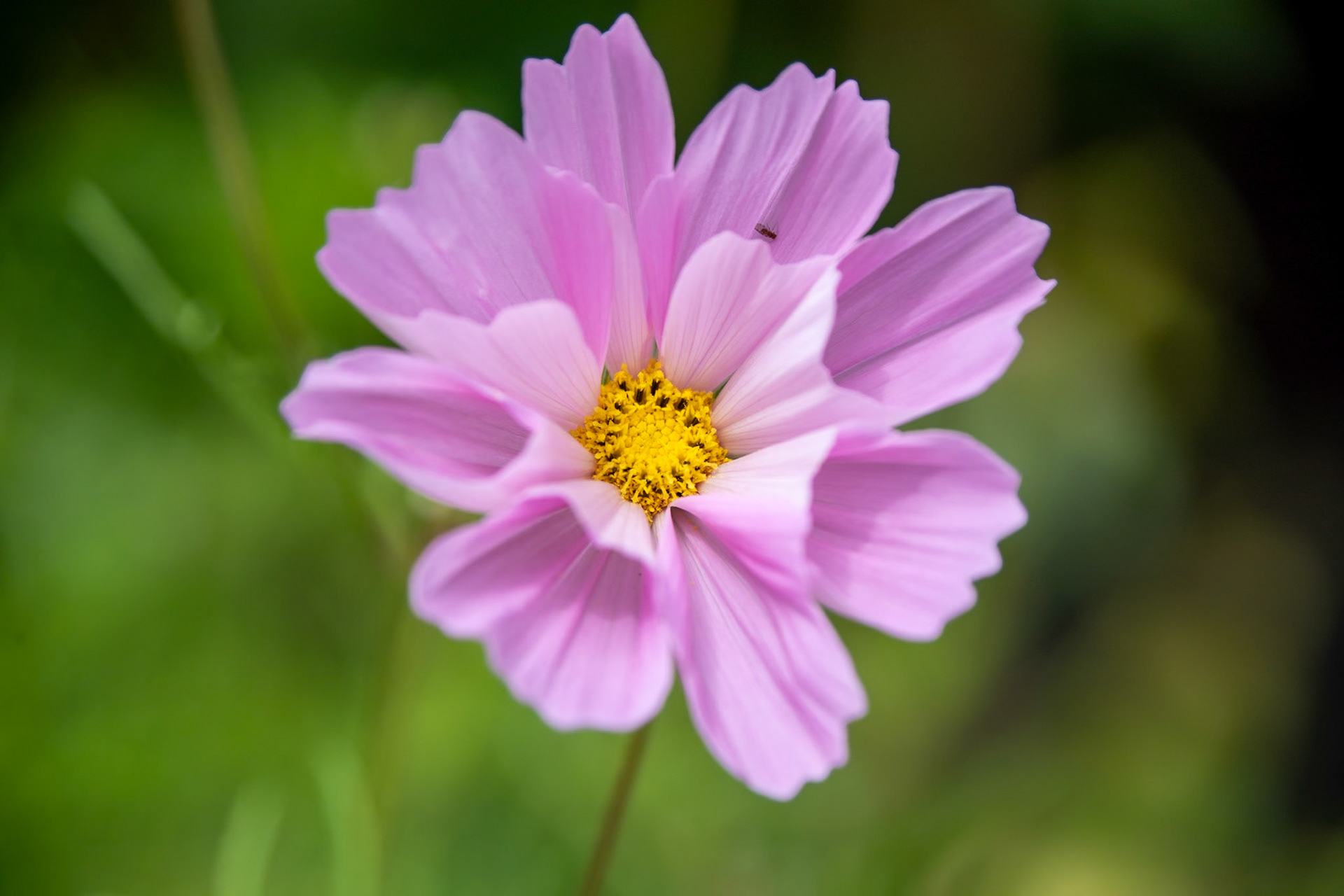 2023-08-17 15:28:40_TAMRON 28-300mm F/3.5-6.3 Di VC PZD A010_f/6.3_1/640 sec_ID: Cosmos bipinnatus — Cosmos_Staines Road_Wraysbury_England_51°27'18.612" N 0°33'17.8992" W