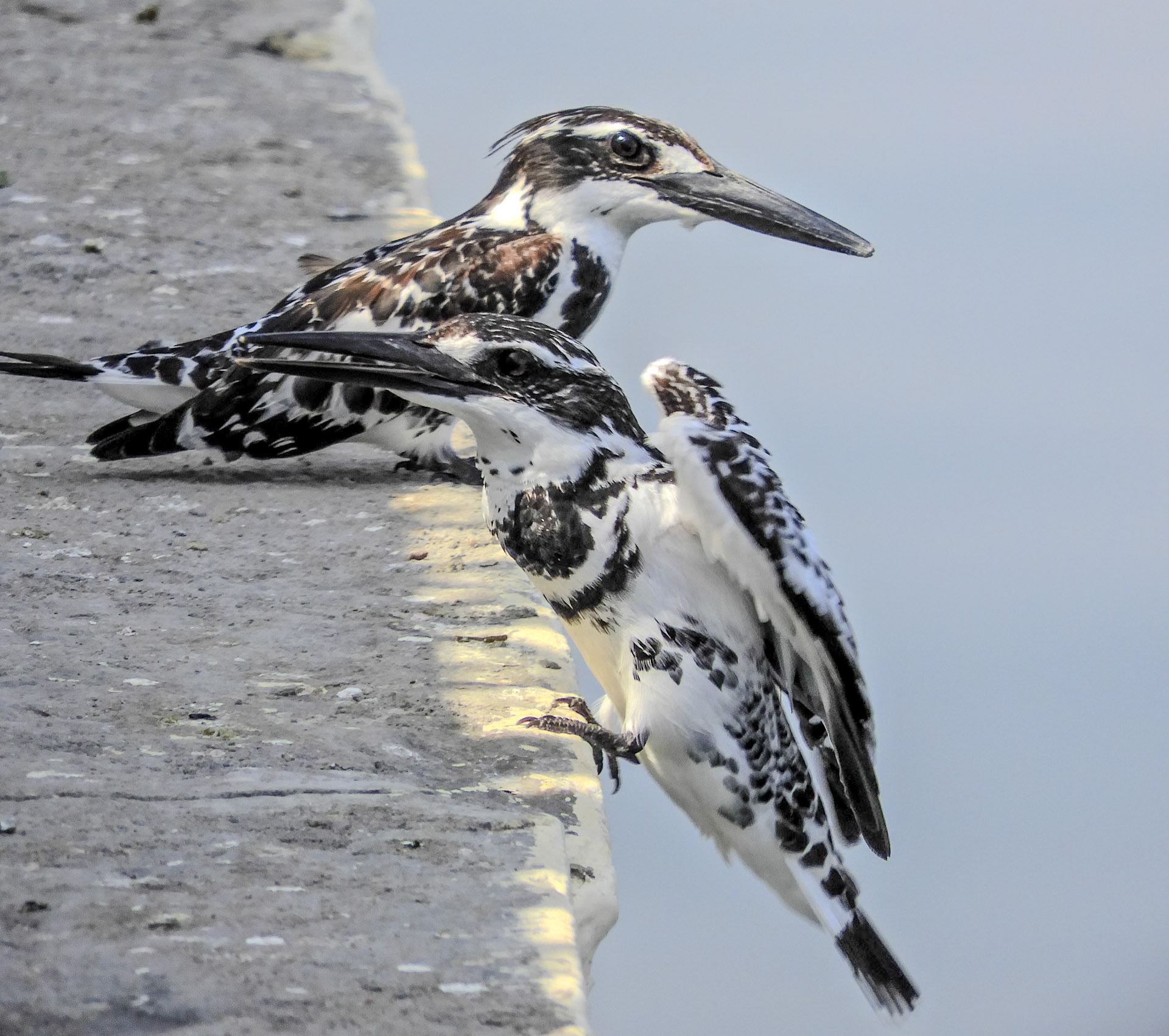 2018-02-21 11:54:45__f/6.5_1/400 sec____