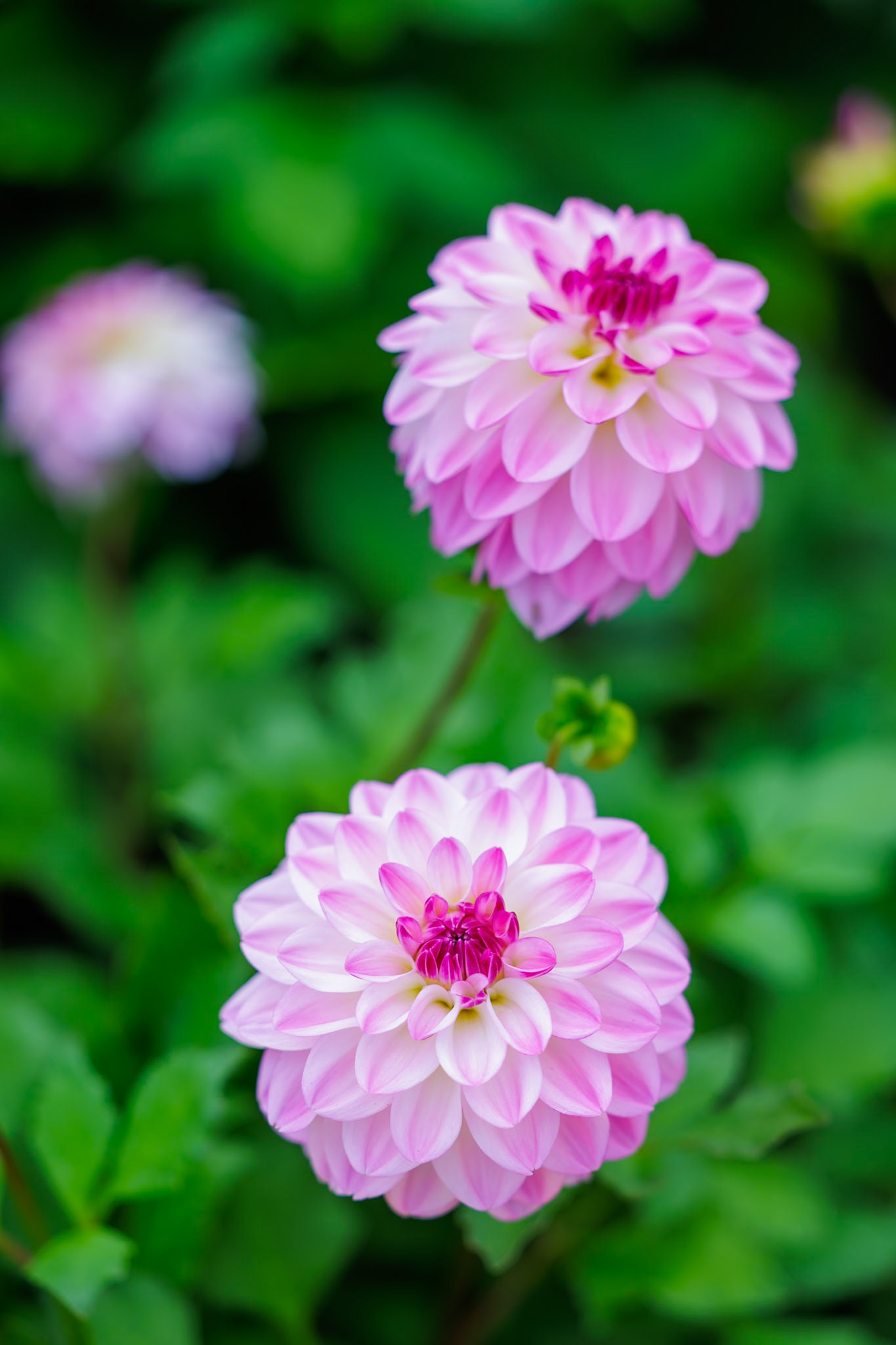 2025-07-08 12:24:40_RF70-200mm F2.8 L IS USM_f/2.8_1/125 sec______