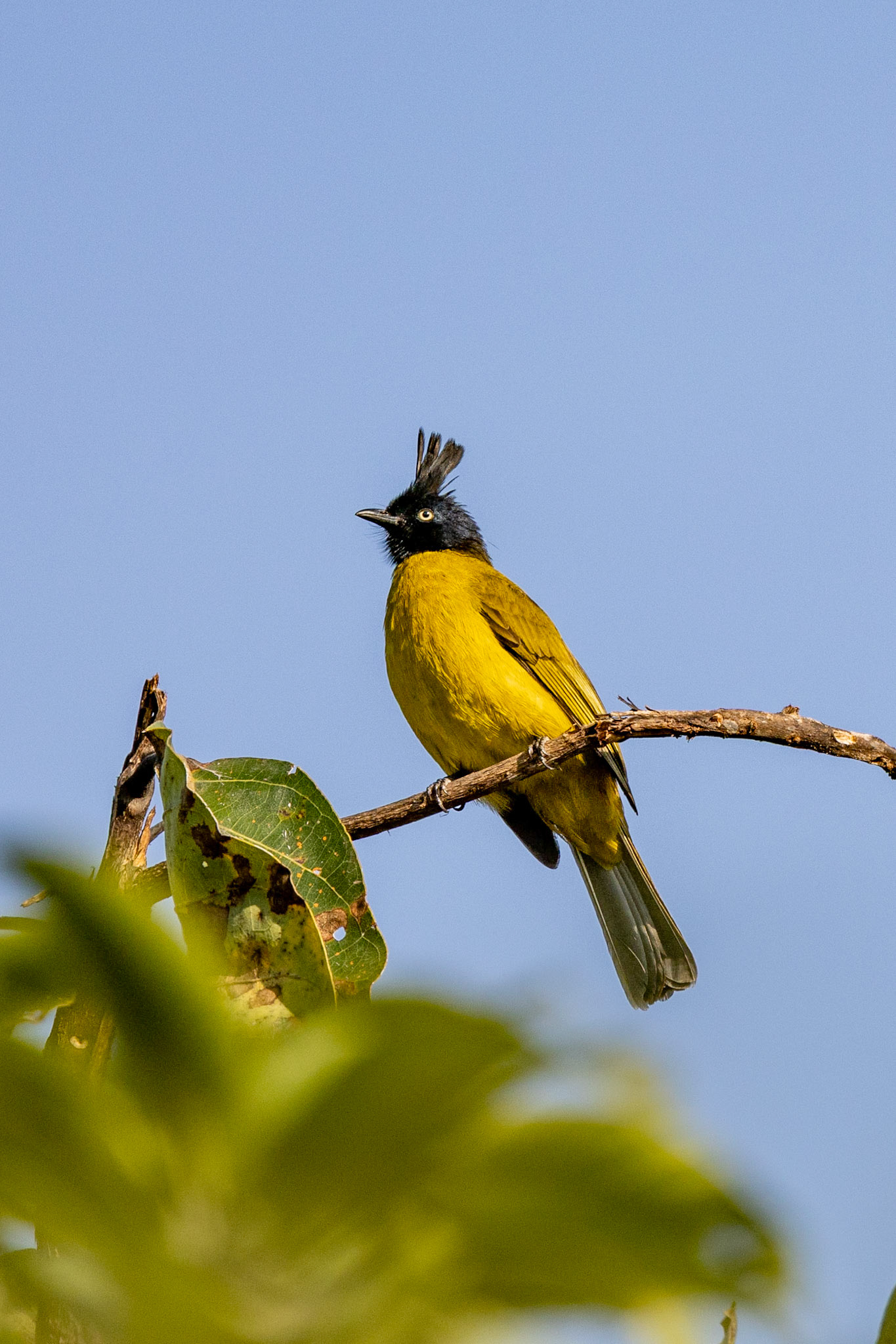 Black-crested Bulbul__2025-12-01__Canon__Canon EOS R3__ RF100-500mm F4.5-7.1 L IS USM__f/8__1/1000 sec__Ghoji__Sult__India__29°34'1.3512" N 79°6'36.5112" E