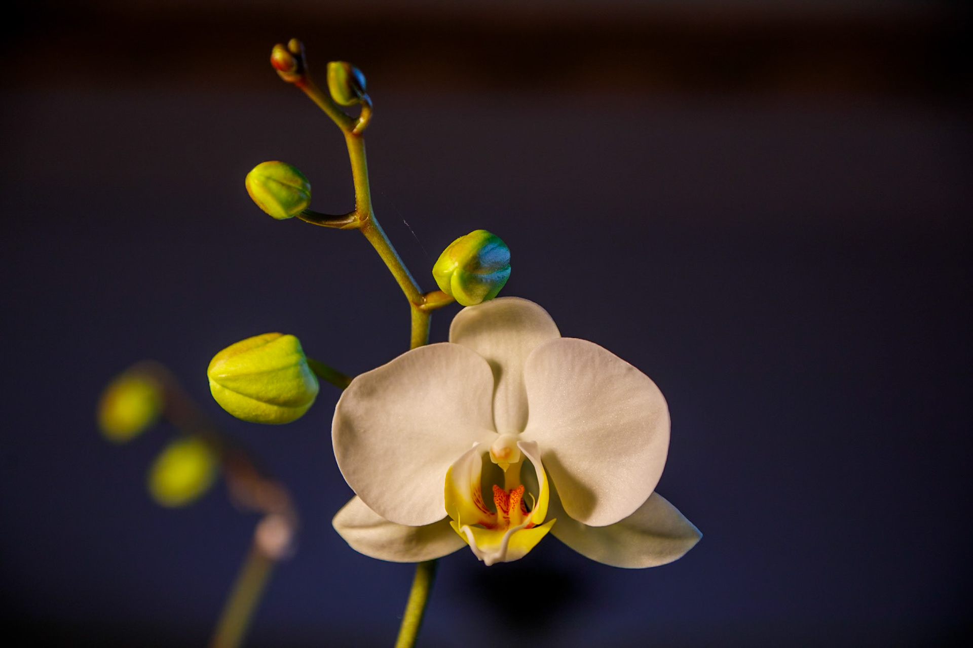 _2023-02-18__Canon__Canon EOS 5D Mark IV__ TAMRON 28-300mm F/3.5-6.3 Di VC PZD A010__f/5__1/100 sec__Staines Road__Wraysbury__England__51°27'18.9" N 0°33'19.3428" W