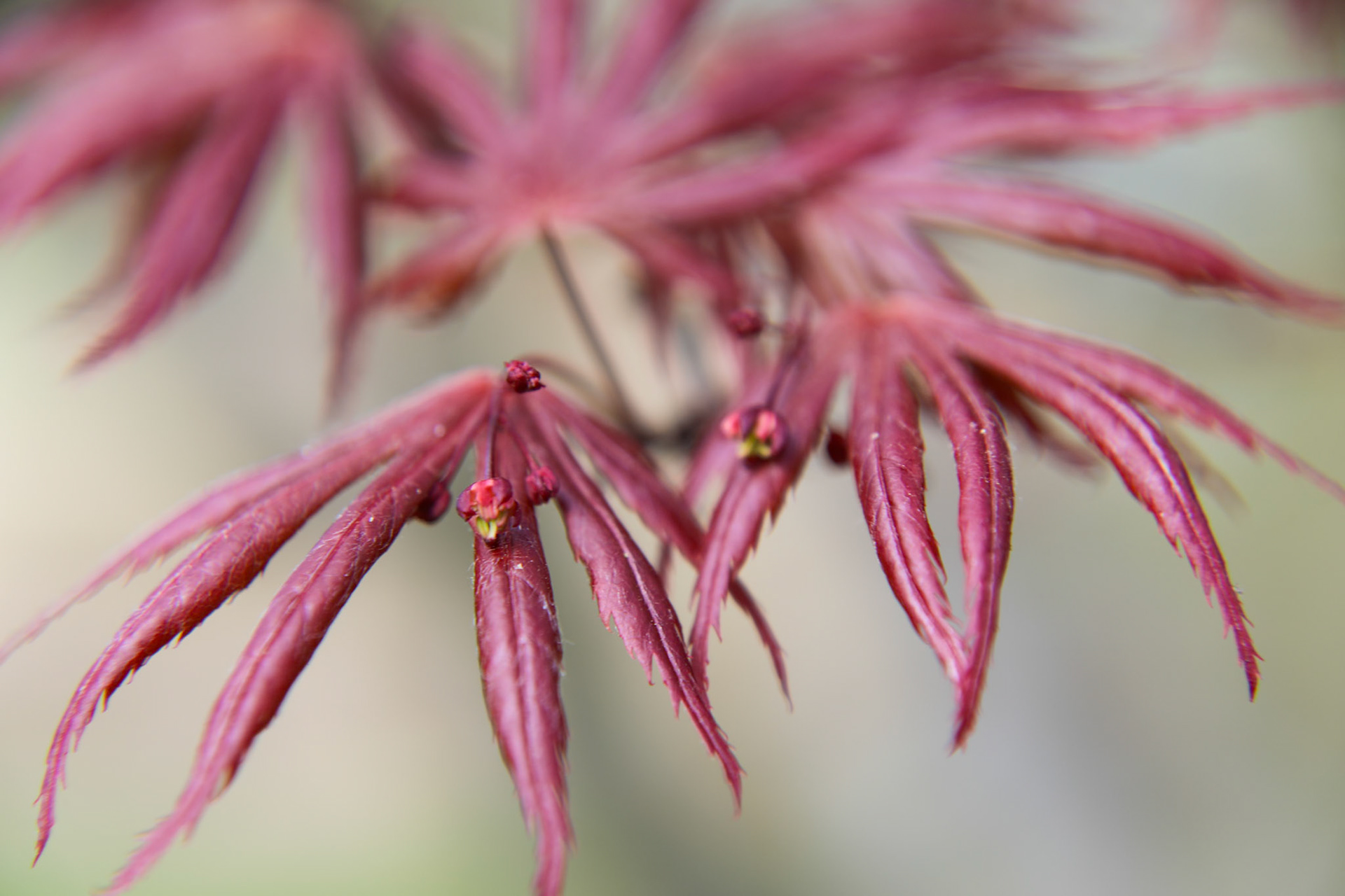 _2023-04-19__Canon__Canon EOS 5D Mark IV__ TAMRON 28-300mm F/3.5-6.3 Di VC PZD A010__f/5.6__1/80 sec________