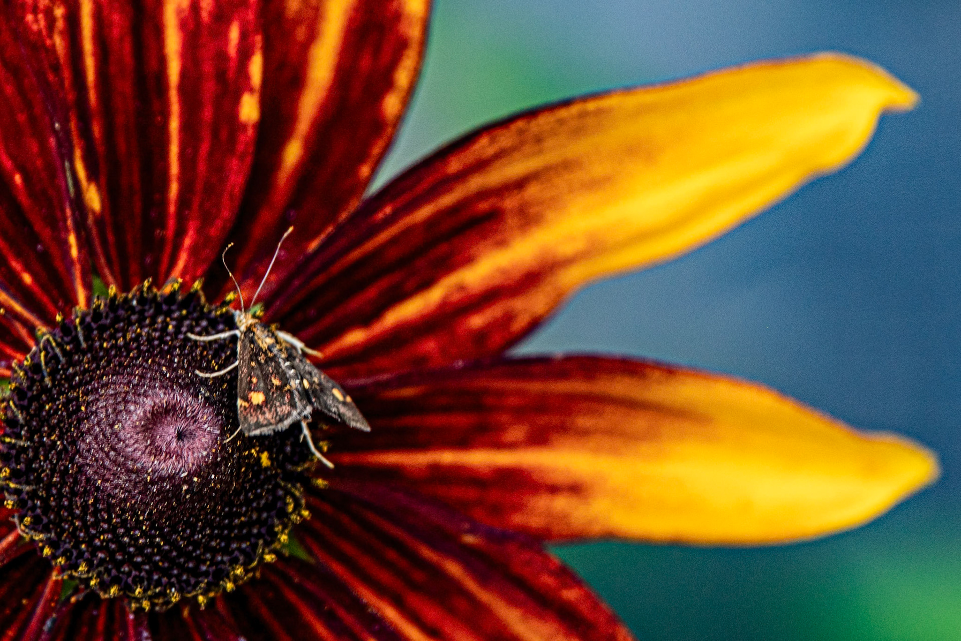 2023-08-17 15:40:59_TAMRON 28-300mm F/3.5-6.3 Di VC PZD A010_f/6.3_1/160 sec_Rudbeckia hirta – Black-eyed Susan  Visitor: Moth (species unconfirmed)_Staines Road_Wraysbury_England_