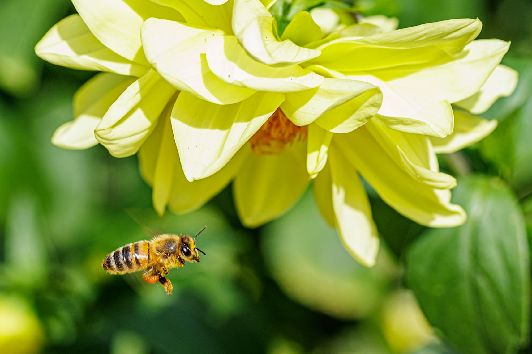 Honey Bee on Dahlia__2025-08-24__Canon__Canon EOS R3__ EF100mm f/2.8L Macro IS USM__f/8__1/800 sec__Old School Court__Hythe End__England__51°27'18.4608" N 0°33'17.6292" W