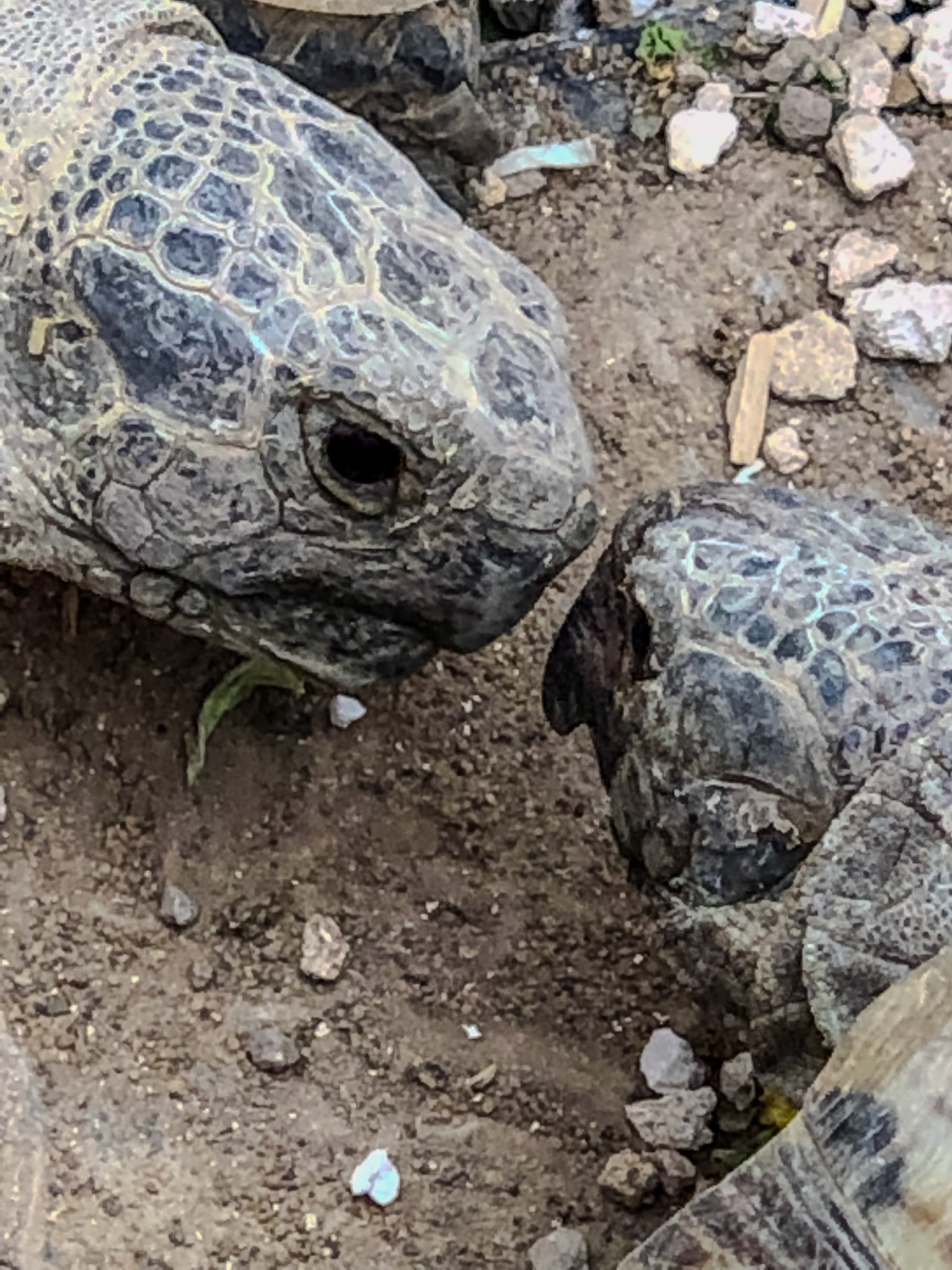 Hermanns Tortoises__2019-04-07__Apple__iPhone X__ iPhone X back dual camera 6mm f/2.4__f/2.4__1/50 sec__Staines Road__Wraysbury__England__51°27'18.2412" N 0°33'17.7984" W