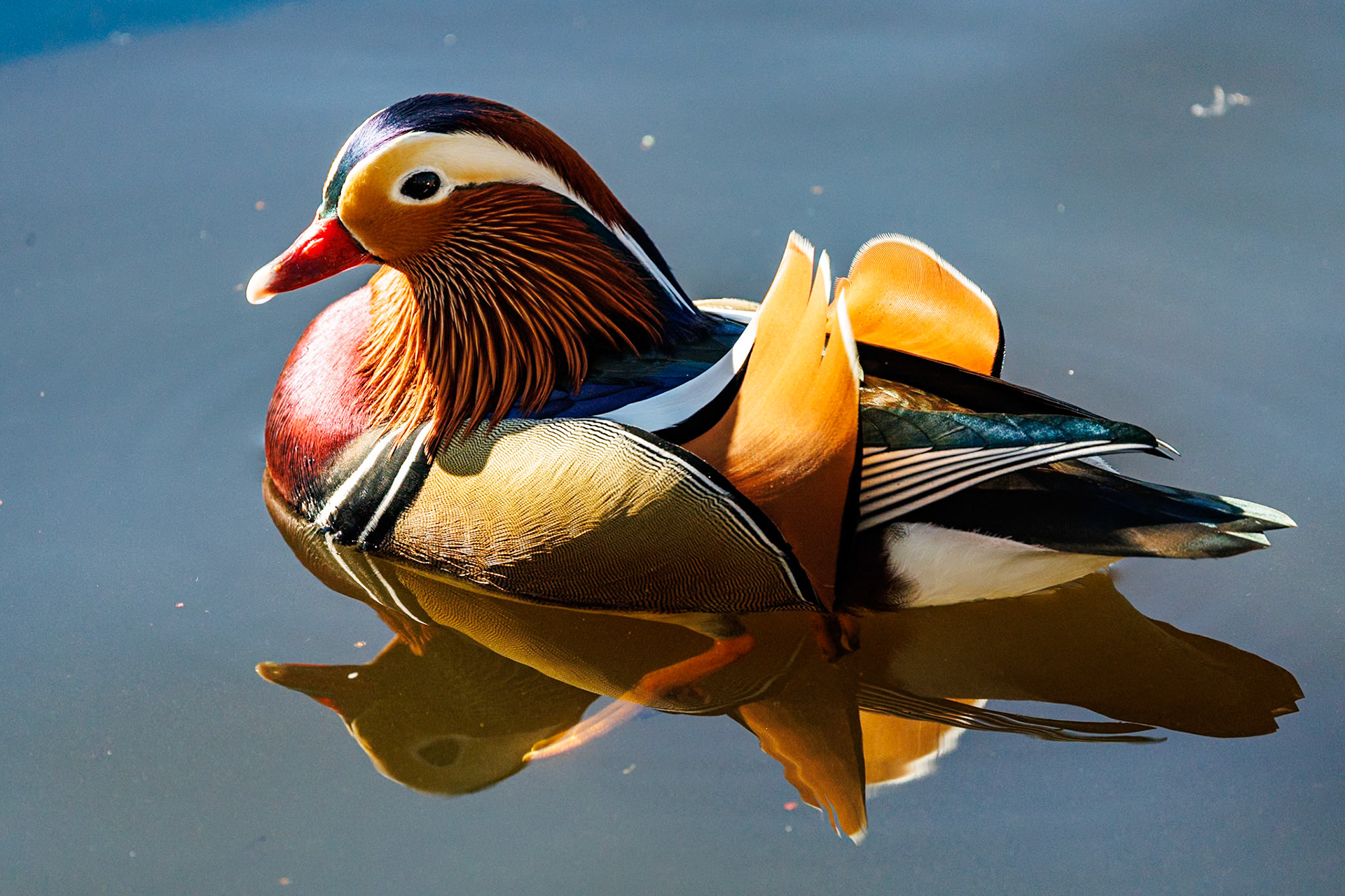 Mandarin__2026-03-21__Canon__Canon EOS R3__ RF100-500mm F4.5-7.1 L IS USM__f/7.1__1/2000 sec__Rhododendron Ride__Borough of Runnymede__England__51°25'21.9468" N 0°35'40.146" W