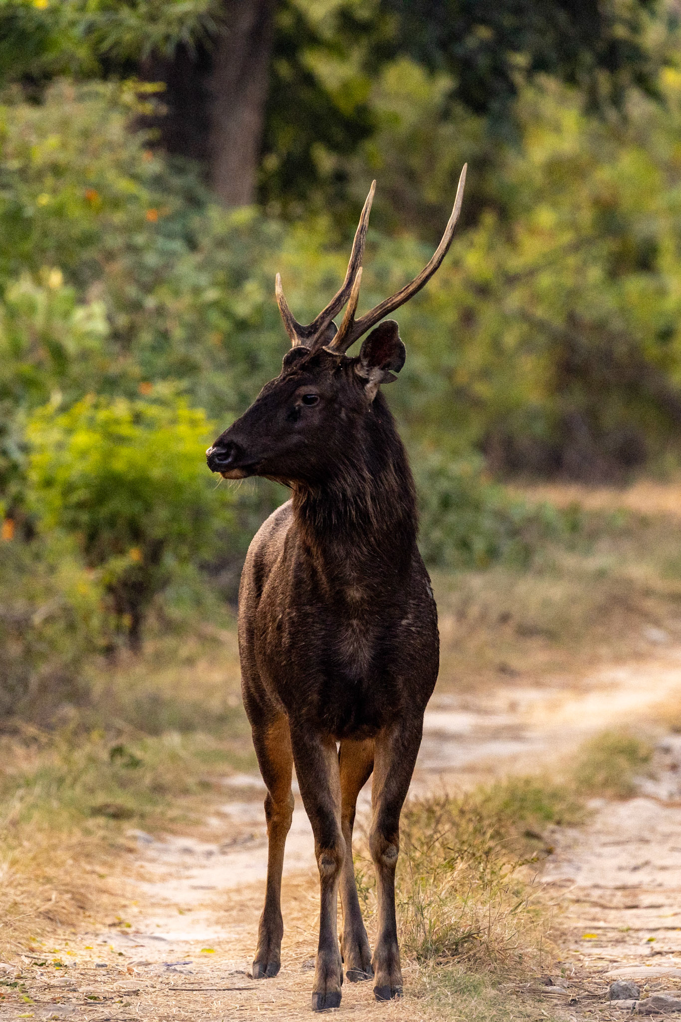 Sambar__2025-12-01__Canon__Canon EOS R3__ RF100-500mm F4.5-7.1 L IS USM__f/7.1__1/500 sec____Ramnagar__India__29°26'25.6488" N 78°57'27.1152" E