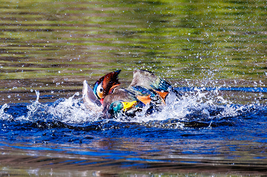 Mandarin &amp; Mallard__2026-03-21__Canon__Canon EOS R3__ RF100-500mm F4.5-7.1 L IS USM__f/7.1__1/2000 sec__Rhododendron Ride__Borough of Runnymede__England__51°25'21.948" N 0°35'40.146" W