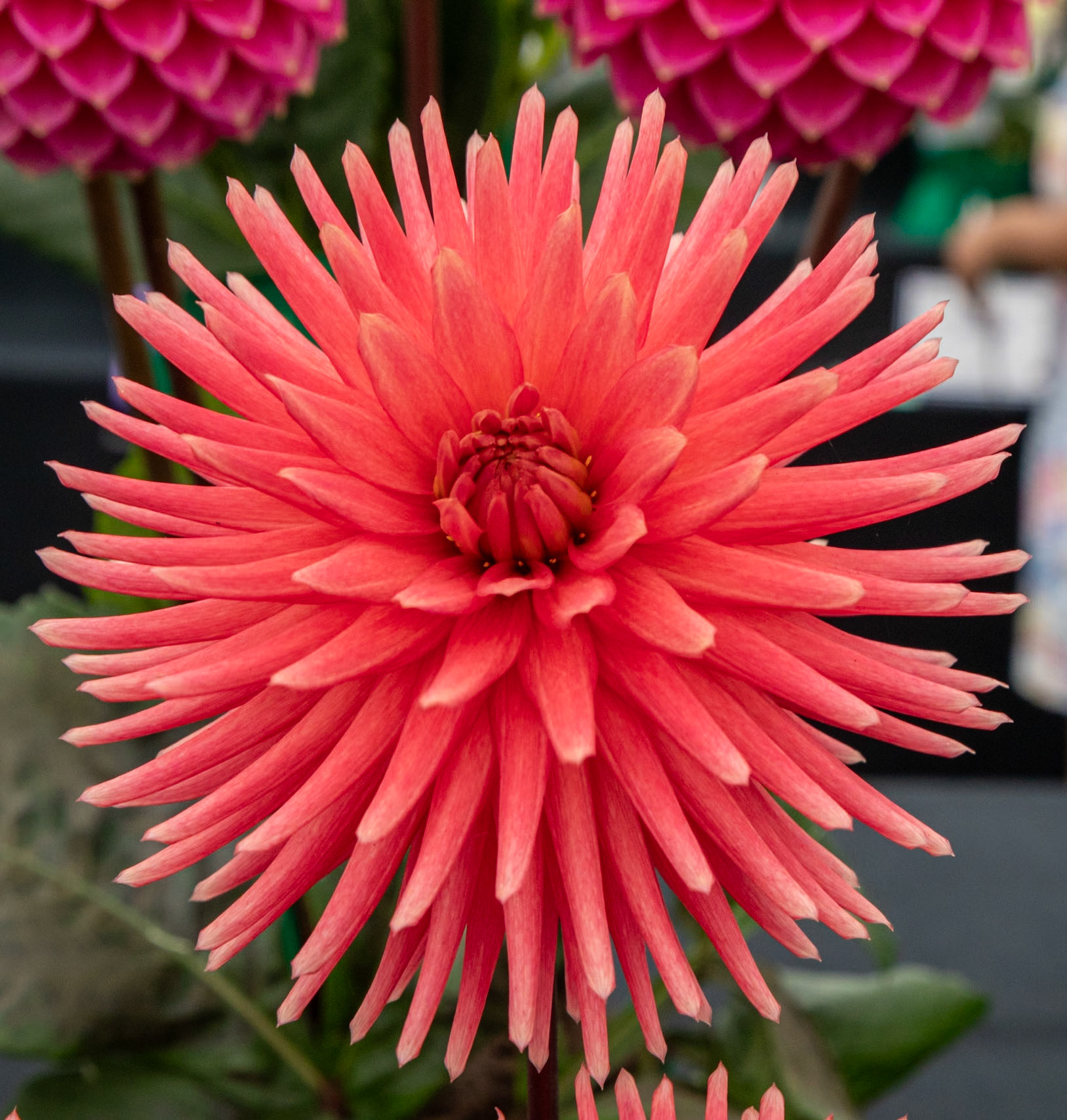 2023-09-05 13:36:58_TAMRON 28-300mm F/3.5-6.3 Di VC PZD A010_f/18_1/80 sec_Dahlia cultivar – Cactus type_Portsmouth Road_Woking_England_51°18'55.2708" N 0°28'26.418" W