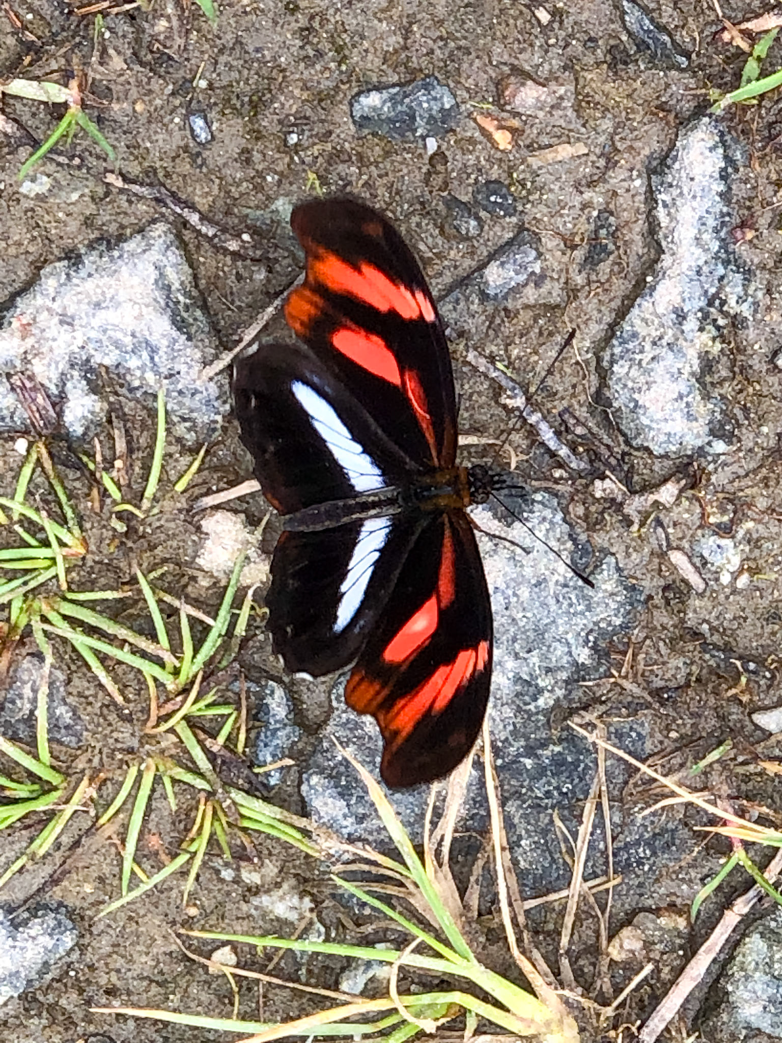 Adelpha__2018-11-16__Apple__iPhone X__ iPhone X back dual camera 6mm f/2.4__f/2.4__1/160 sec__CU-107__Santa Teresa__Peru__13°10'40.4904" S 72°34'2.1108" W