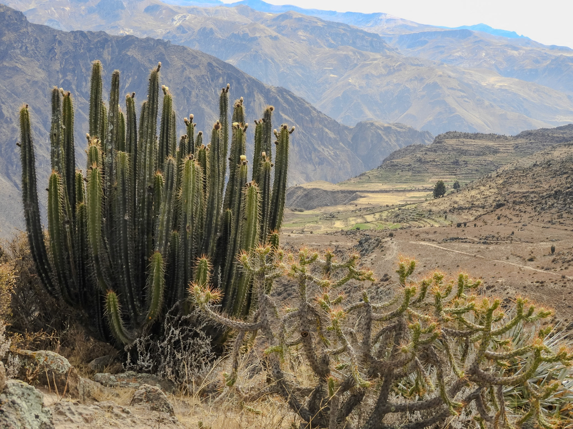 _2018-10-28__Coolpix B700__ __f/4.5__1/320 sec__Carretera Longitudinal del Colca__Cabanaconde__Peru__15°36'32.2092" S 71°53'35.6028" W_