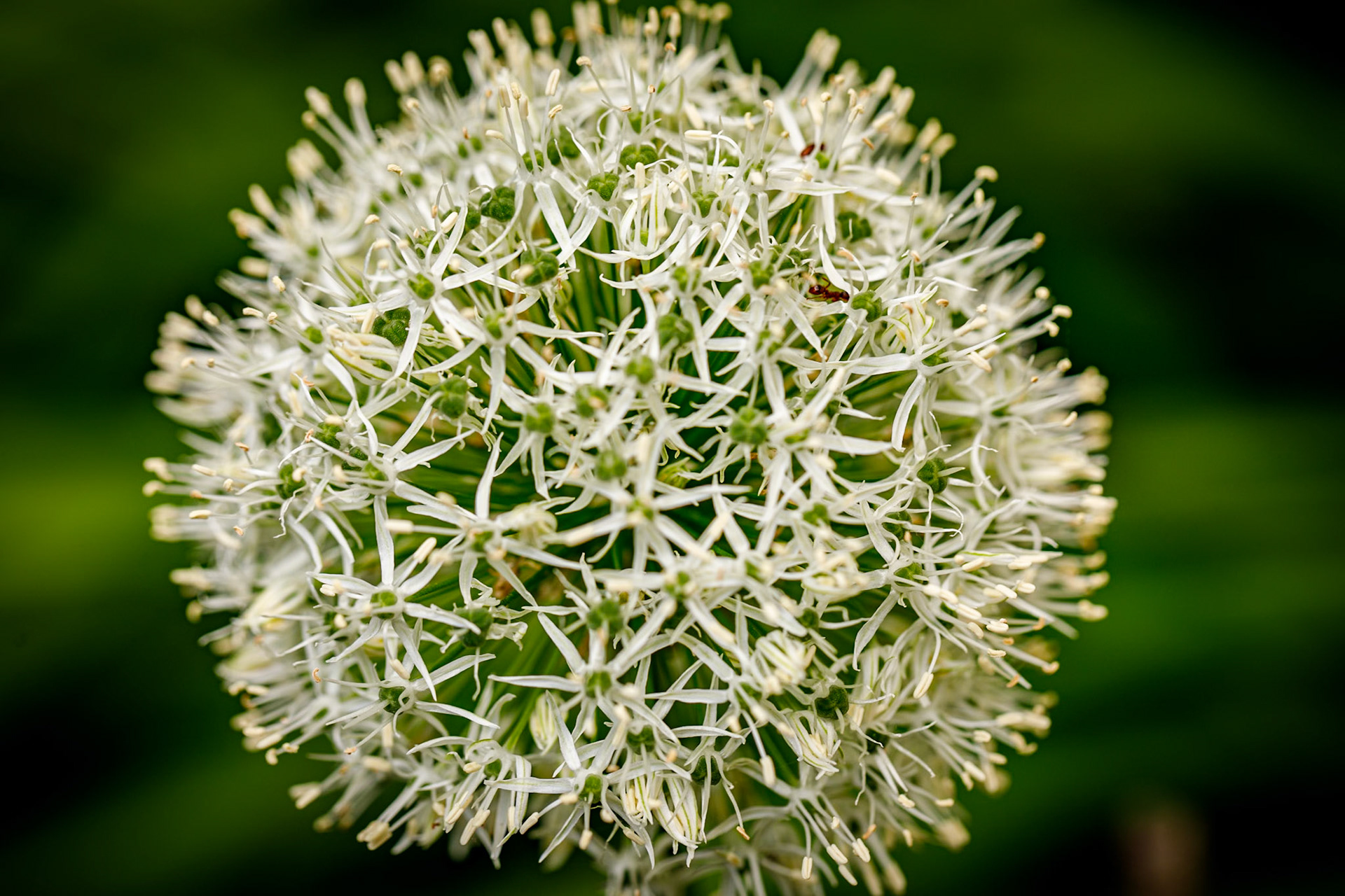 2024-05-23 12:19:35_EF100mm f/2.8L Macro IS USM_f/4.5_1/200 sec_Allium sphaerocephalon – Drumstick Allium_____