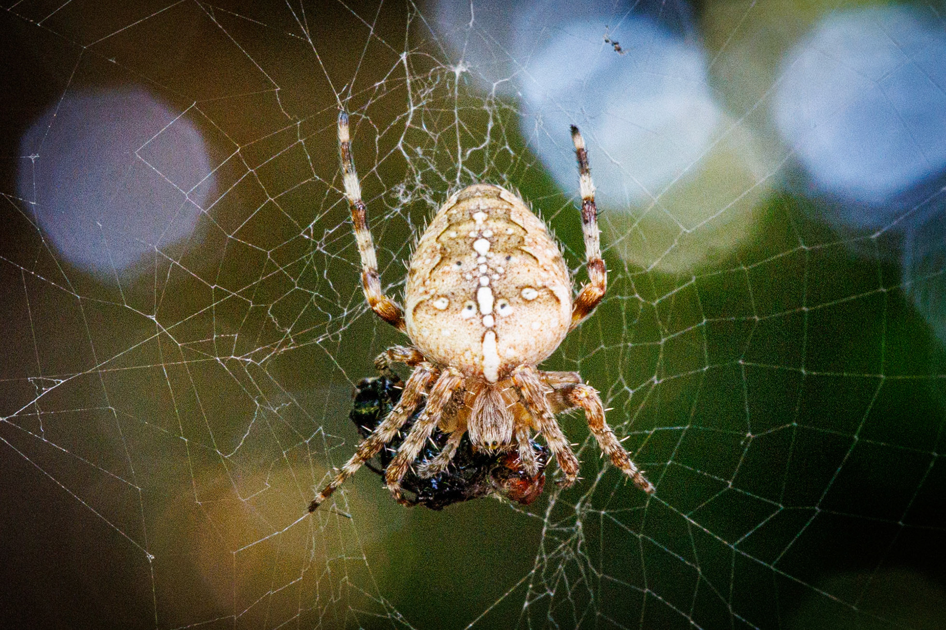 European Garden Spider__2024-07-31__Canon__Canon EOS R3__ EF100mm f/2.8L Macro IS USM__f/22__1/50 sec__Old School Court__Hythe End__England__51°27'18.3492" N 0°33'17.2872" W