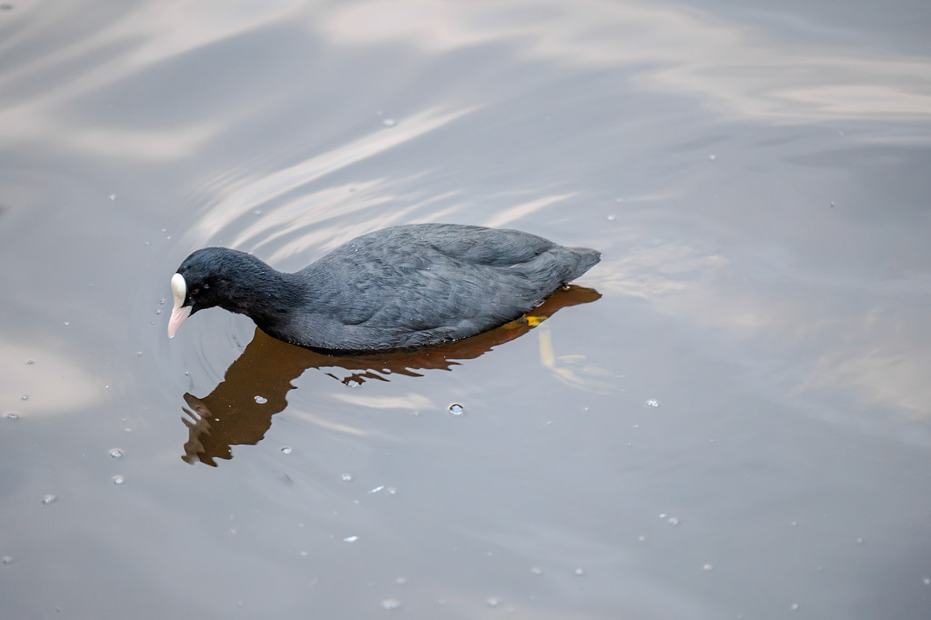 Common Coot__2024-12-30__Canon__Canon EOS R3__ RF70-200mm F2.8 L IS USM__f/2.8__1/200 sec________