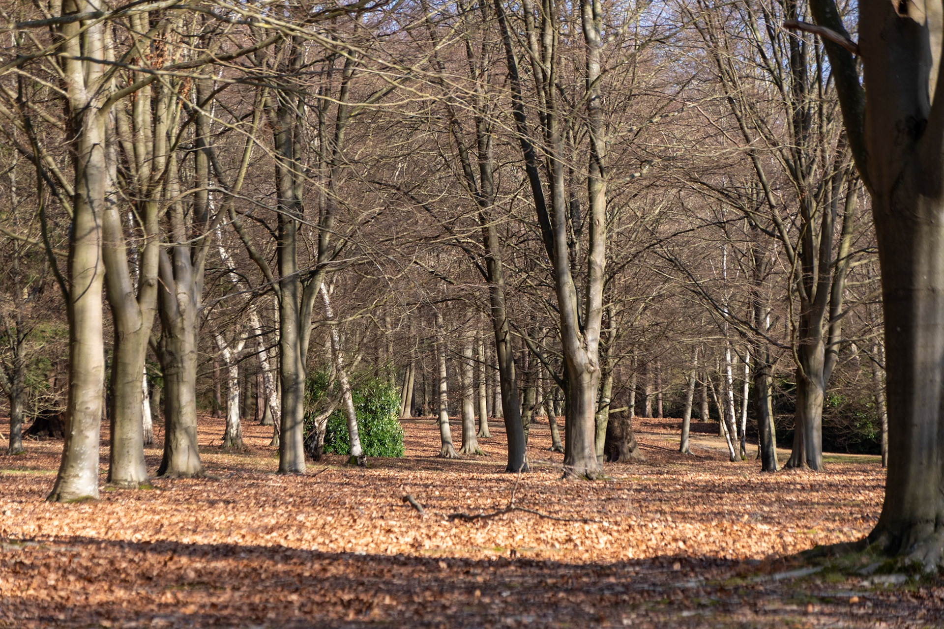 _2023-02-15__Canon__Canon EOS 5D Mark IV__ TAMRON 28-300mm F/3.5-6.3 Di VC PZD A010__f/5.6__1/250 sec__The Valley Gardens__Old Windsor__England__51°24'45.666" N 0°36'21.7692" W