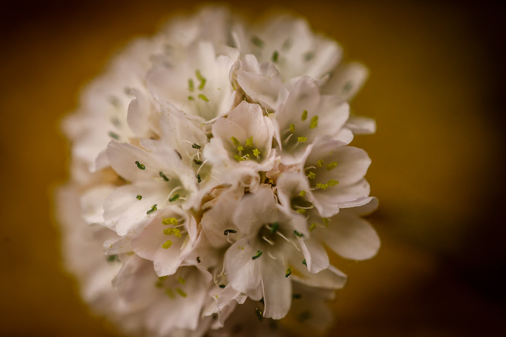 _2024-06-06__Canon__Canon EOS 5D Mark IV__ EF100mm f/2.8L Macro IS USM__f/2.8__1/8000 sec__Staines Road__Wraysbury__England__51°27'19.134" N 0°33'19.0188" W