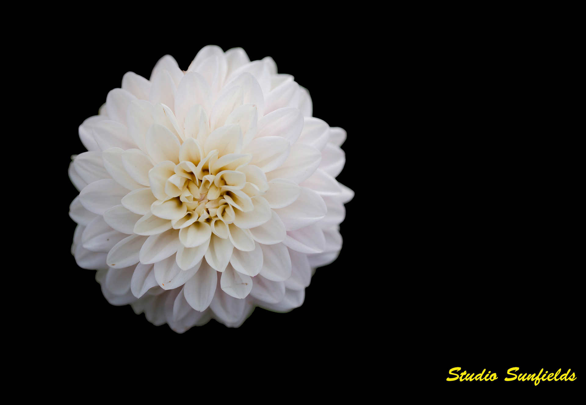 Dahlia 'Senior's White'