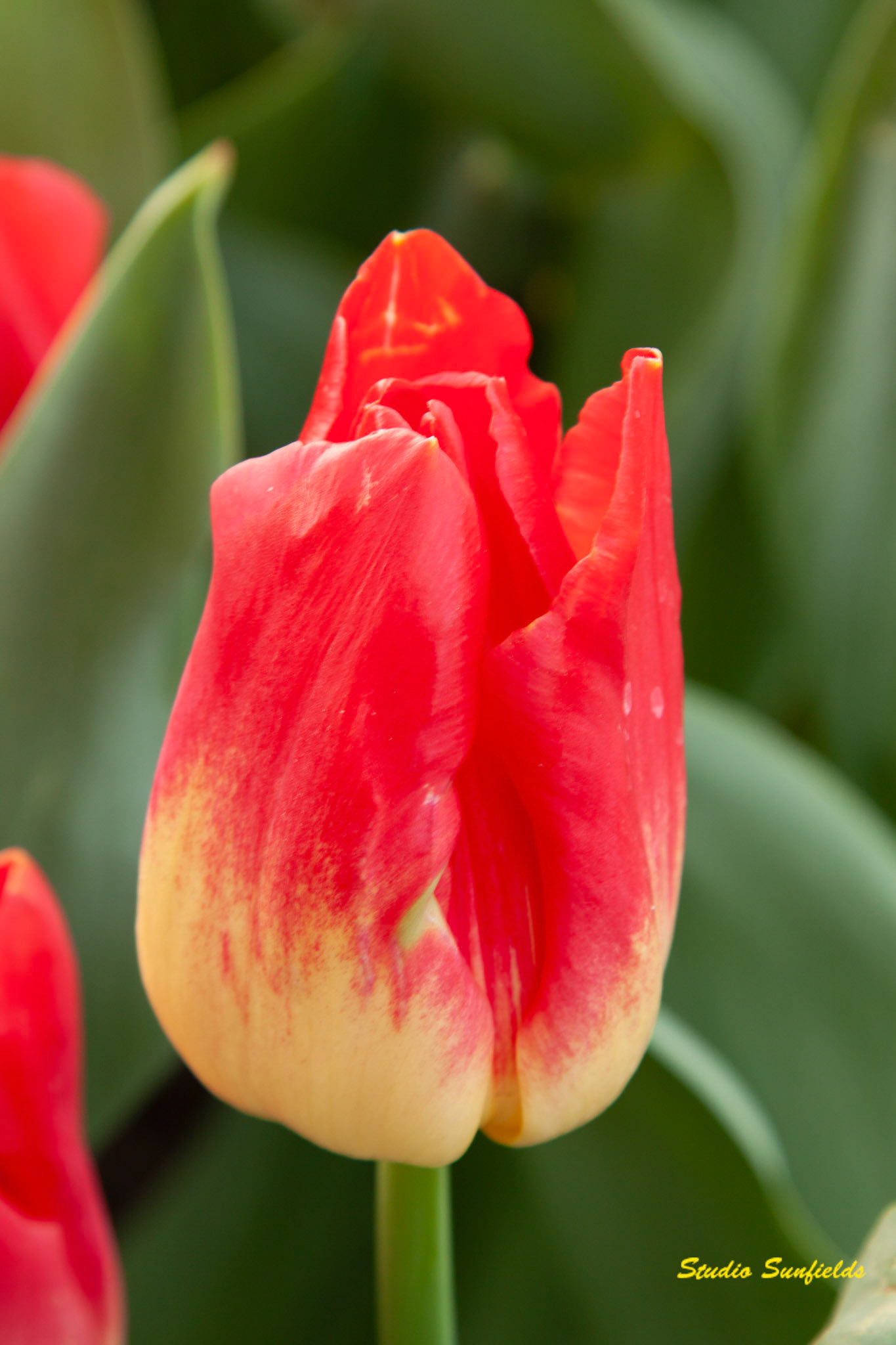 Tulipa 'Match'