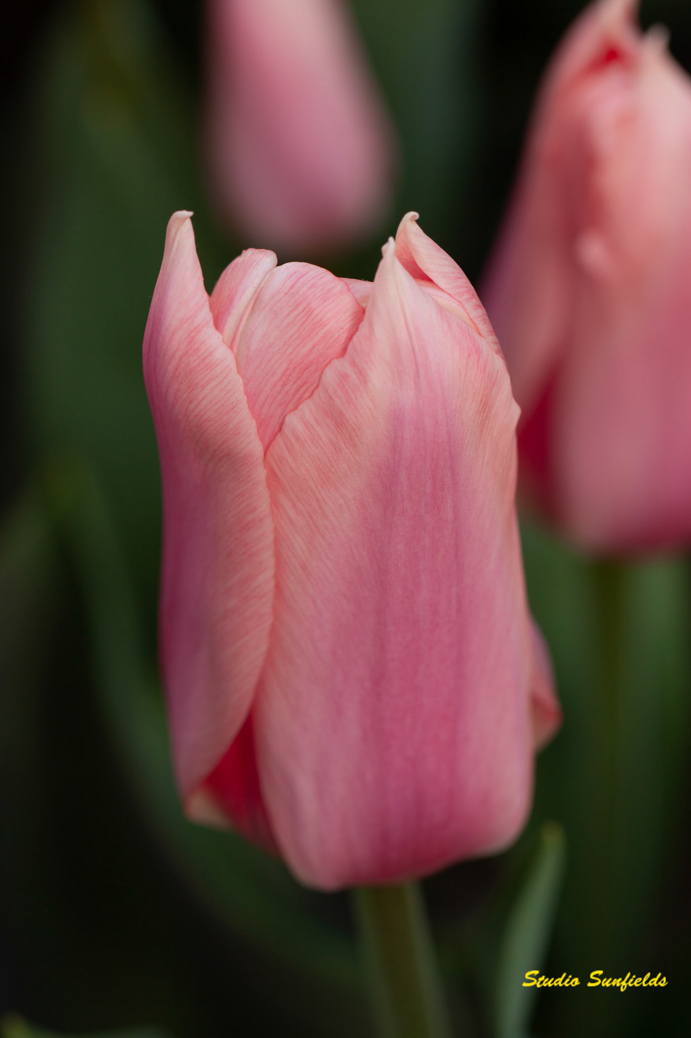 Tulipa "Splendid Beauty"