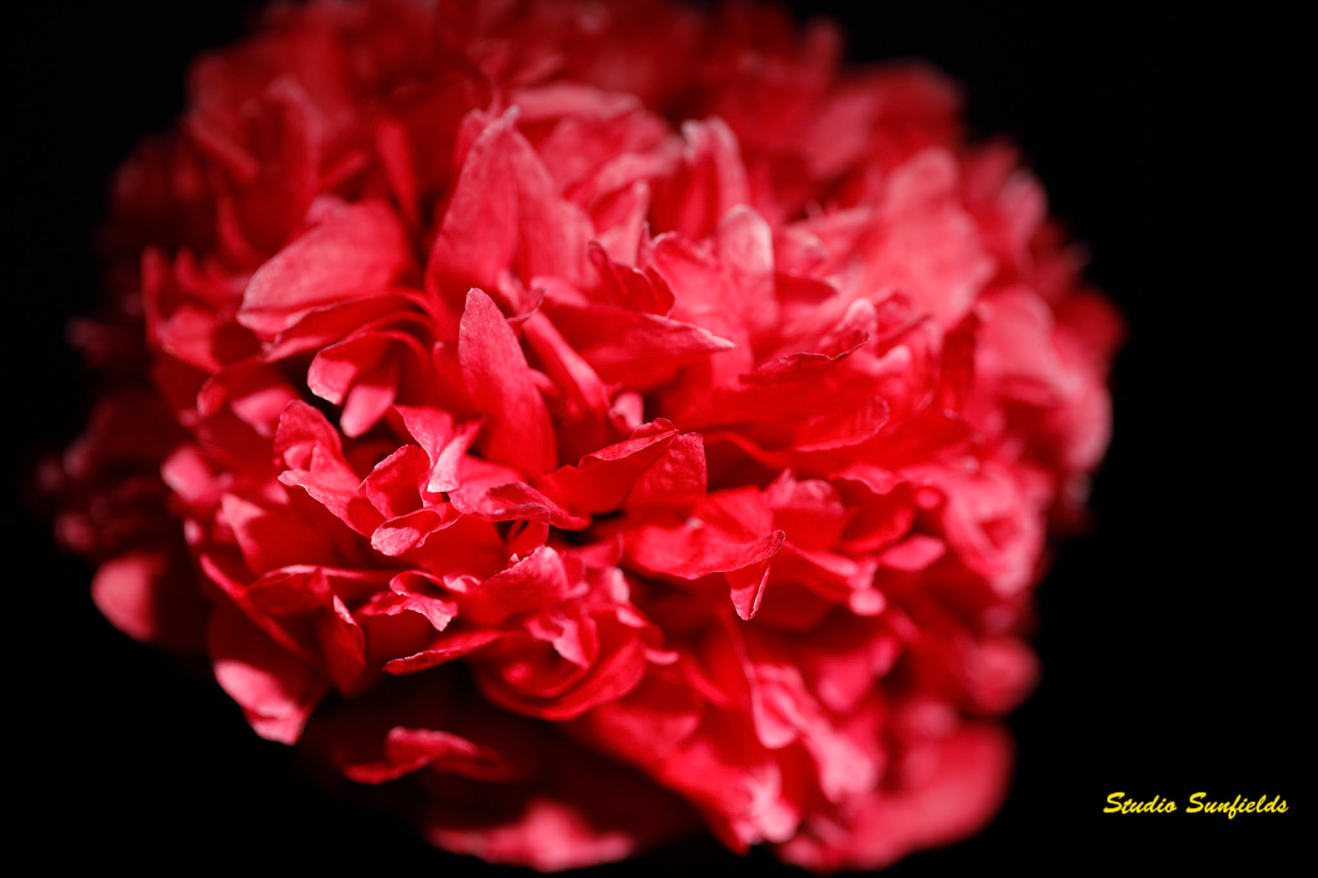 Papaver soniferum