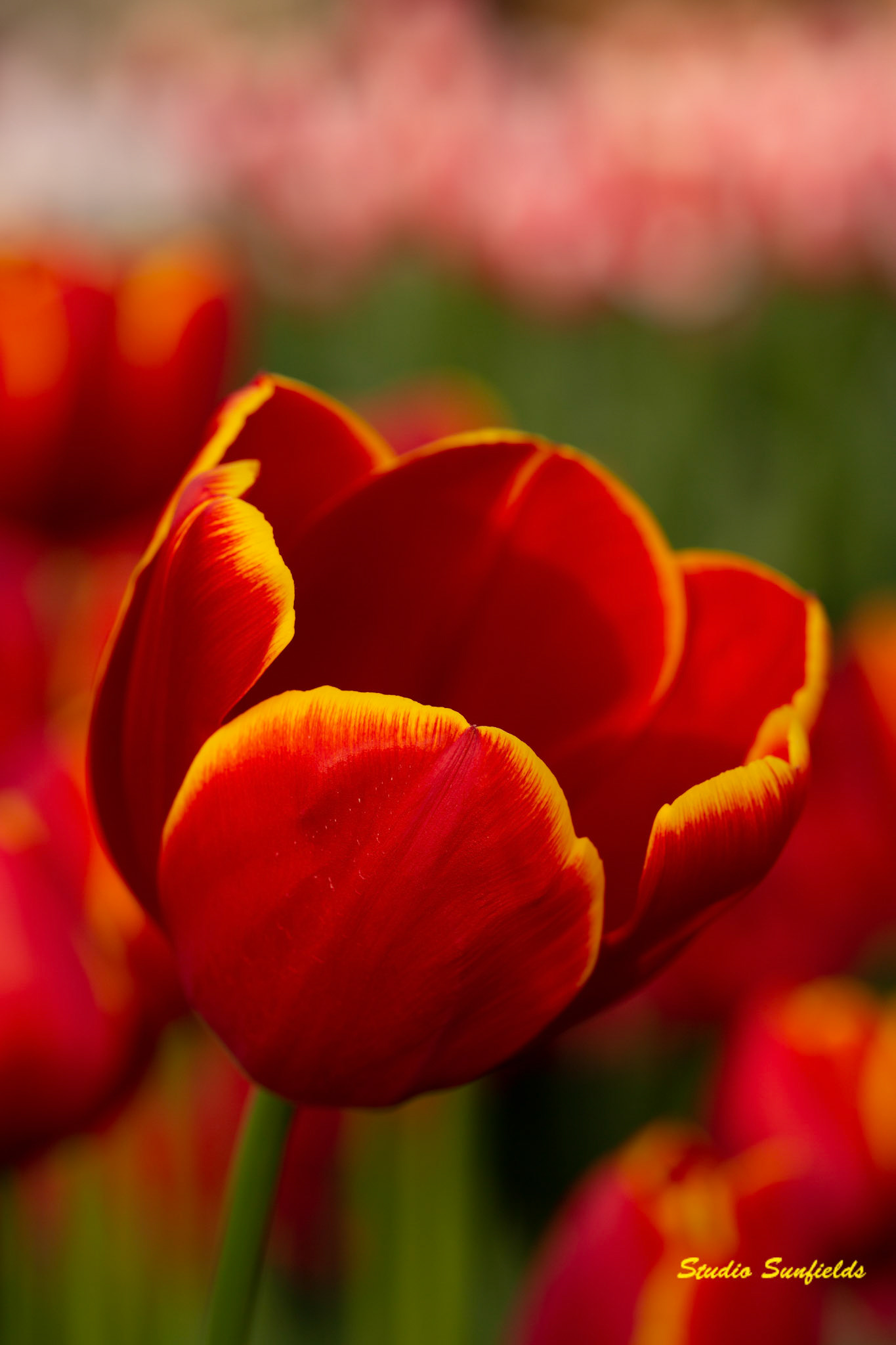 Tulipa "Flying Dragon"