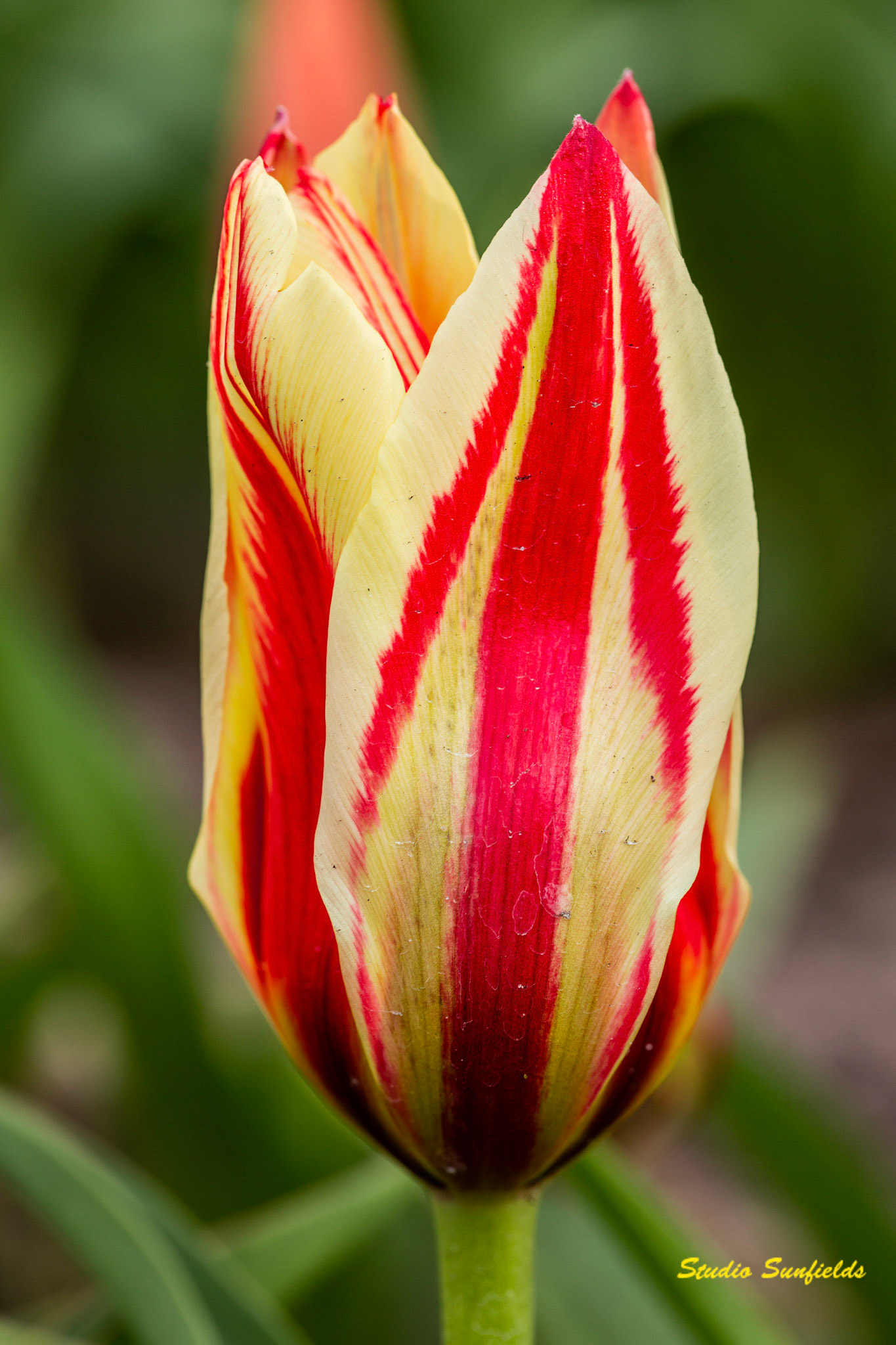 Tulipa