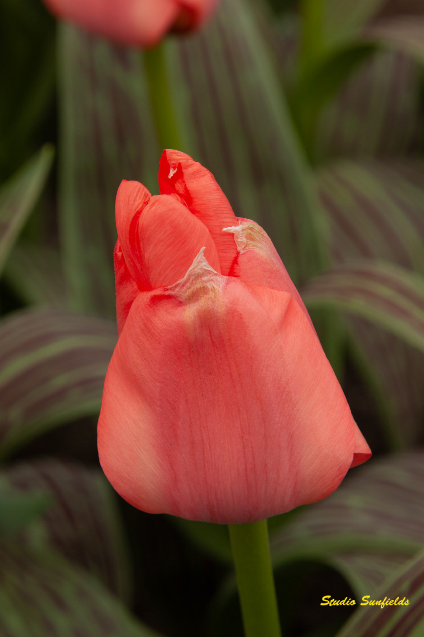 Tulipa 'Oratorio'