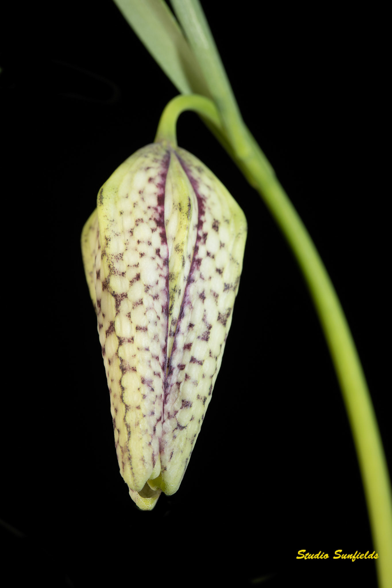 Fritillaria 'Meleagris